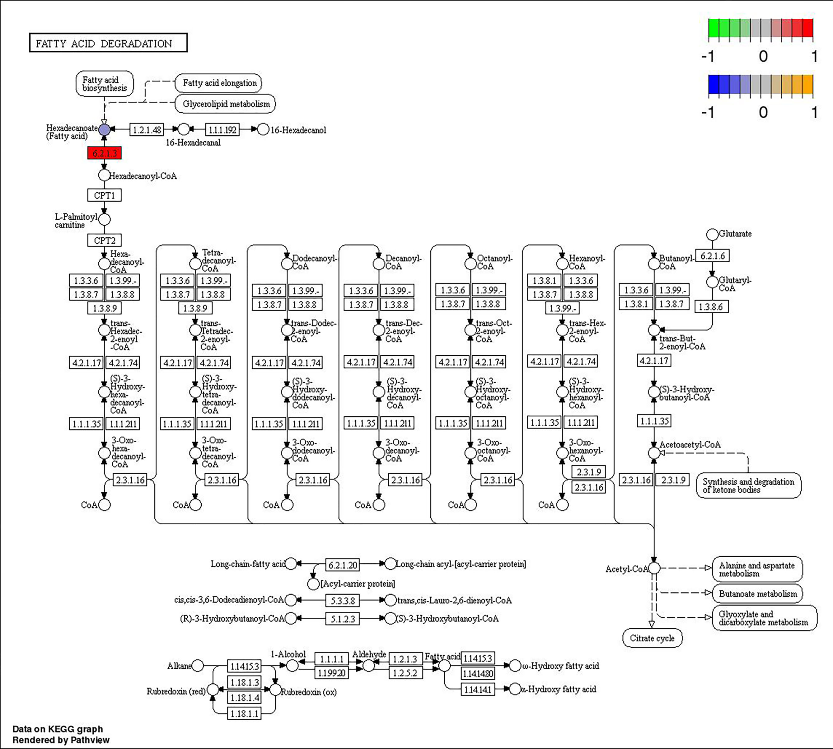 Metabolic Pathways of 2-Phenoxyethanol in Rats