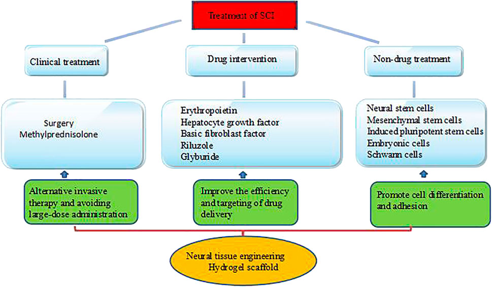 Frontiers  Hydrogels in Spinal Cord Injury Repair: A Review