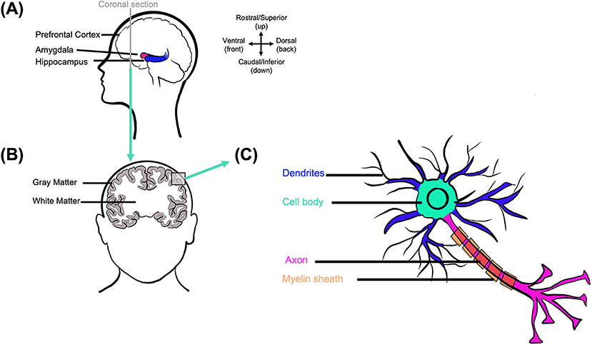 Figure 1 - (A) The brain has a number of important regions that work together, including the hippocampus (memory), prefrontal cortex (emotions and decision making), and amygdala (emotions and fear).