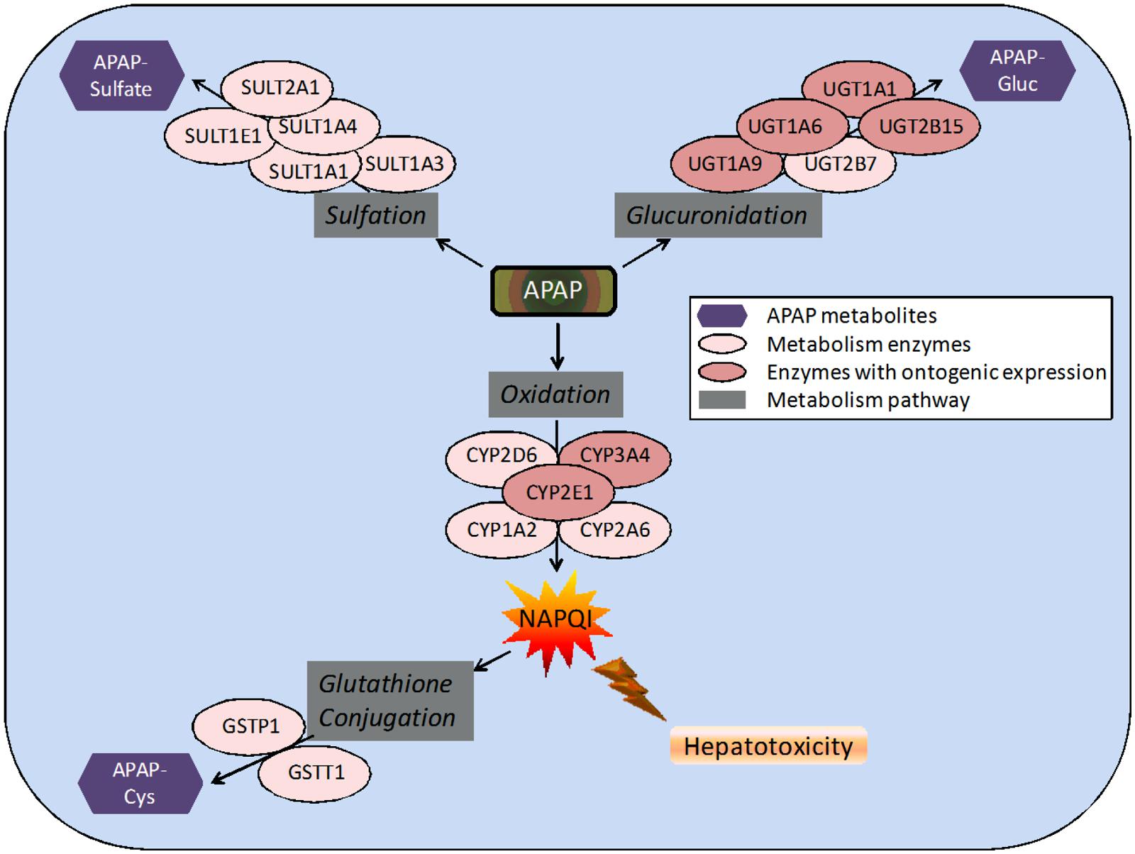 acetaminophen and alcohol metabolism