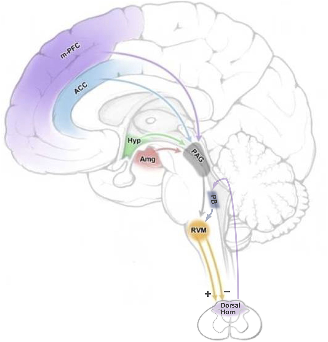 Frontiers Shifting the Balance: How Top-Down and Bottom-Up Input Modulate  Pain via the Rostral Ventromedial Medulla