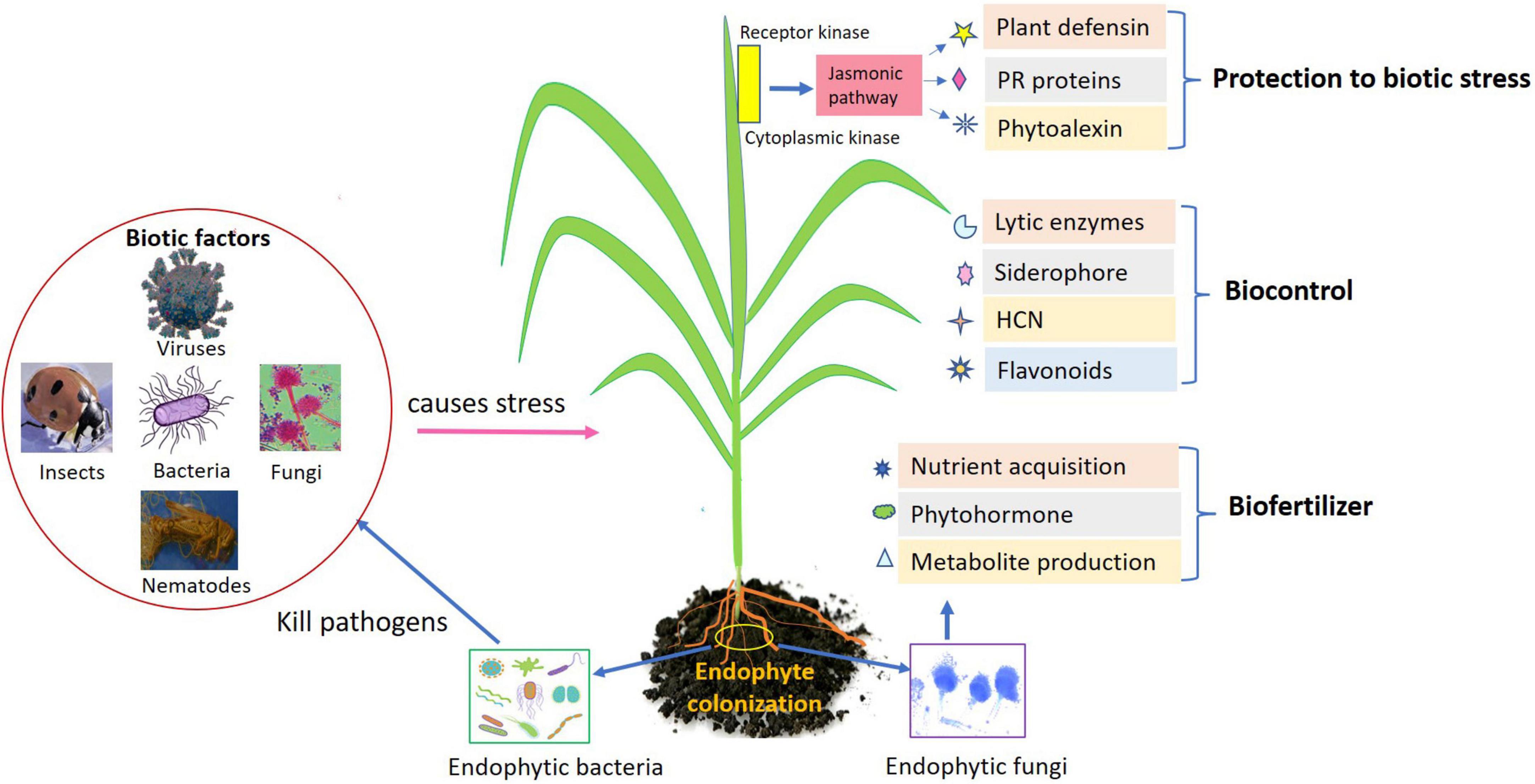 Frontiers  Antimicrobial Peptides: Novel Source and Biological Function  With a Special Focus on Entomopathogenic Nematode/Bacterium Symbiotic  Complex