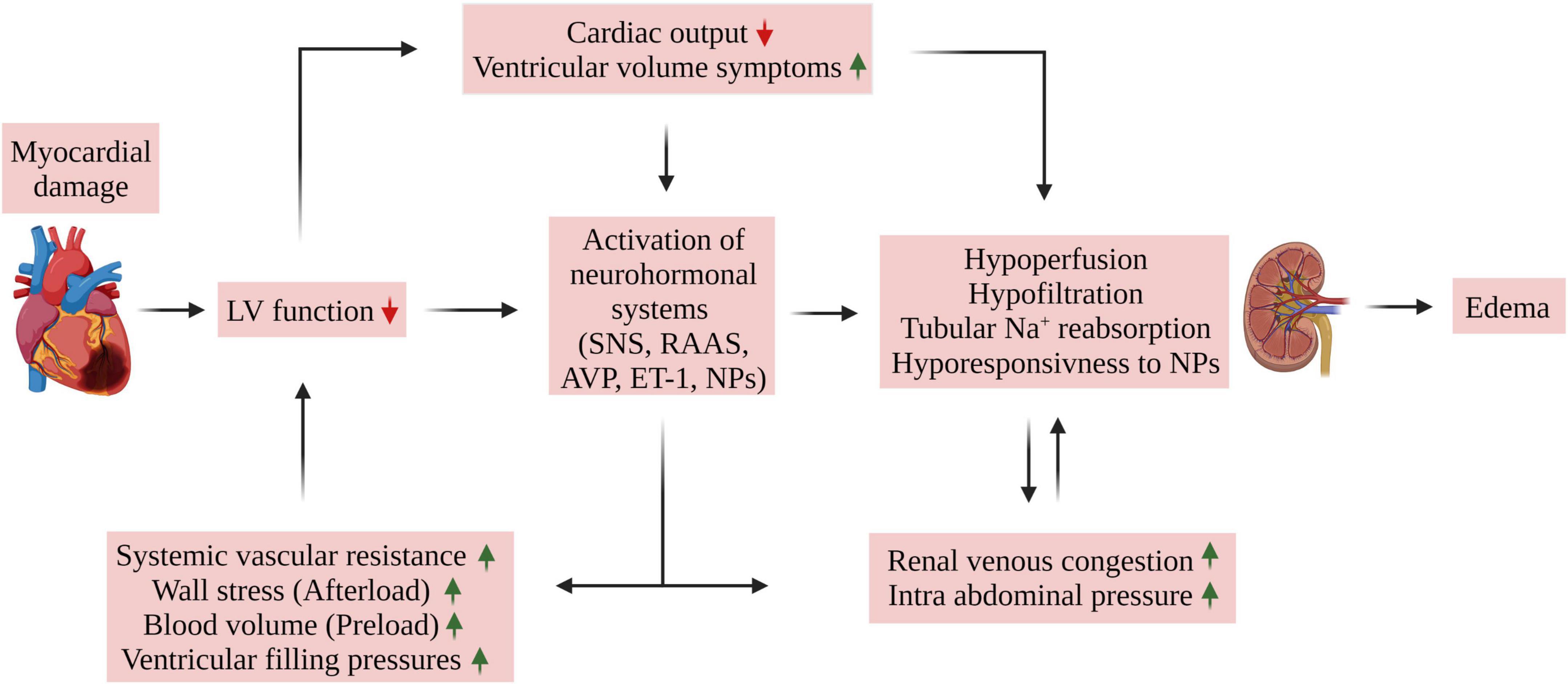 Conventional And Newer Therapies Of Chronic Heart Failure 49 OFF