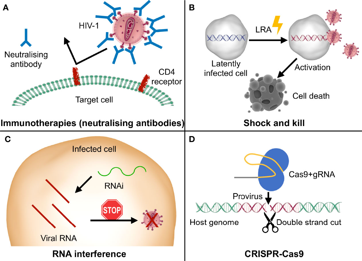 A better understanding of how HIV-1 evades the immune system