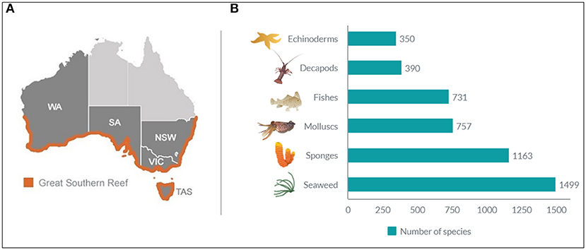 Figure 1 - (A) The Great Southern Reef spans five states across the southern coastline of the Australian continent (orange line): Western Australia (WA), South Australia (SA), Victoria (VIC), Tasmania (TAS), and New South Wales (NSW).