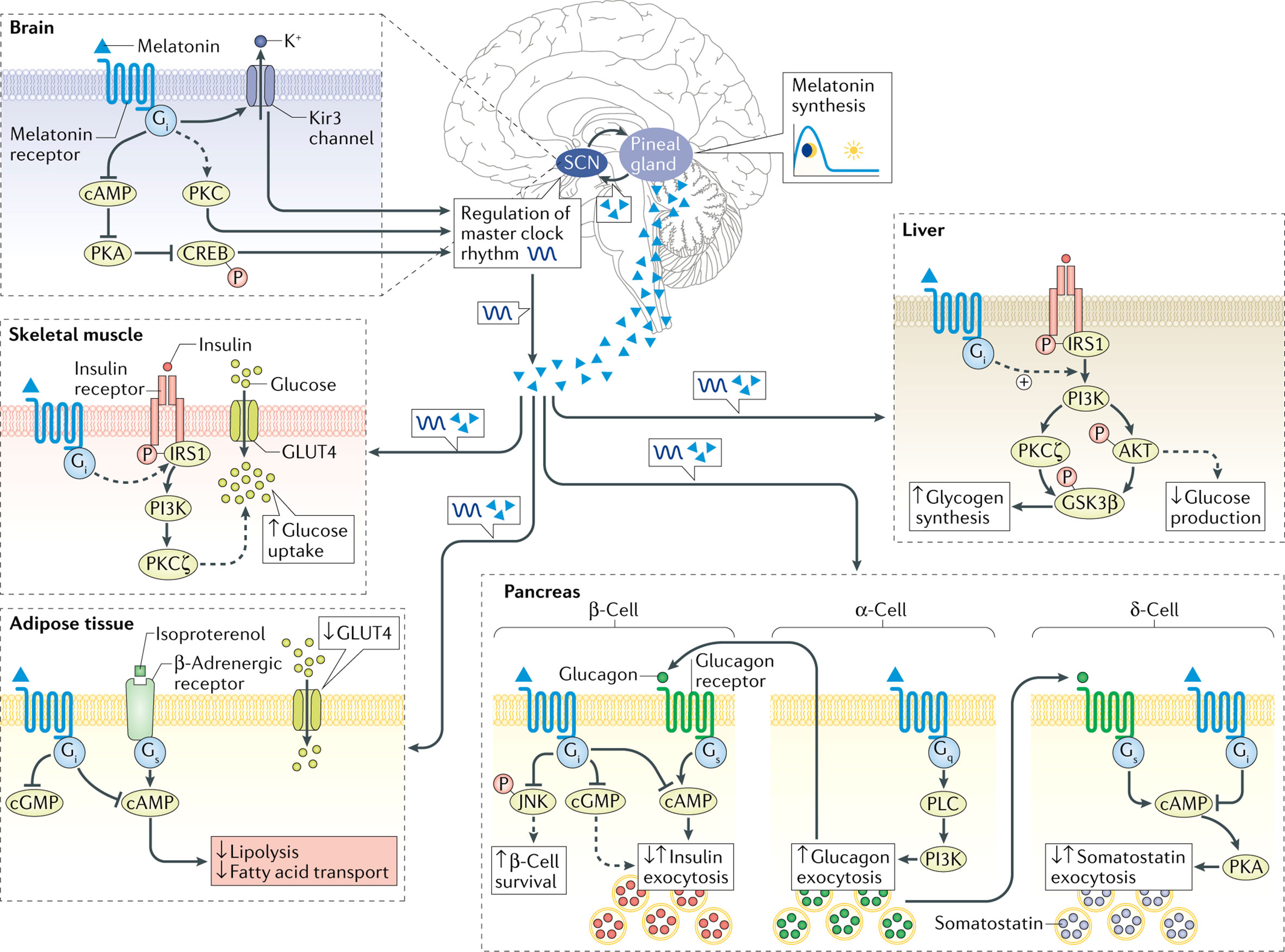 frontiers-melatonin-pretreatment-on-exosomes-heterogeneity