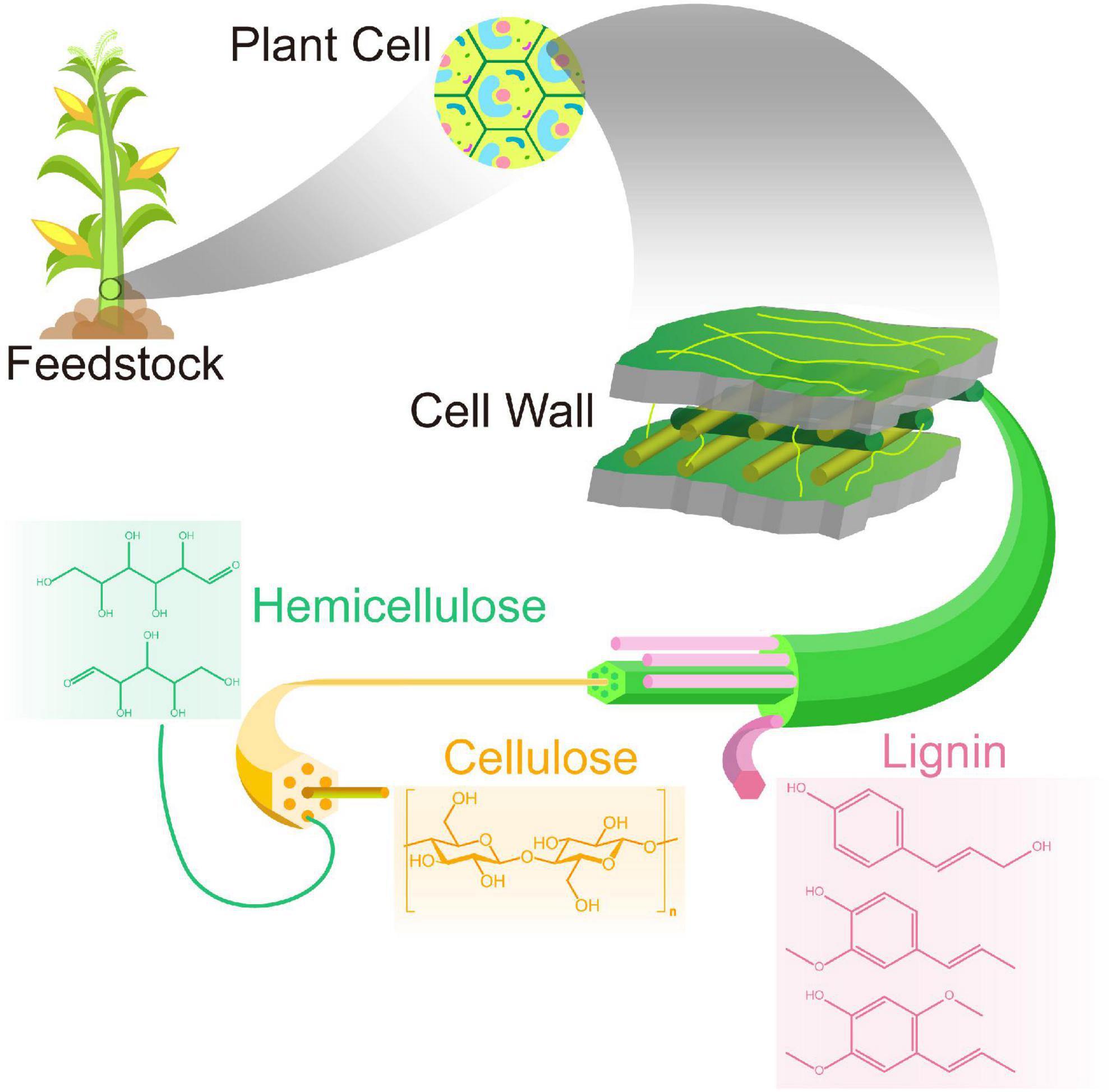 Production of ethanol from biomass – Recent research