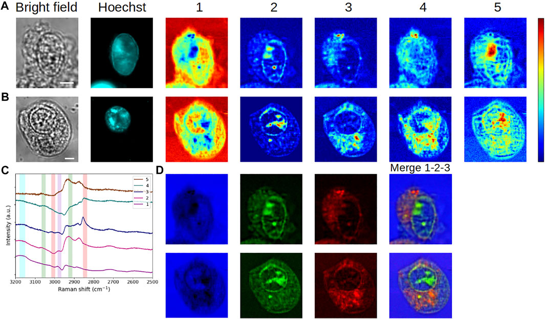 Frontiers  Live-cell analysis framework for quantitative phase