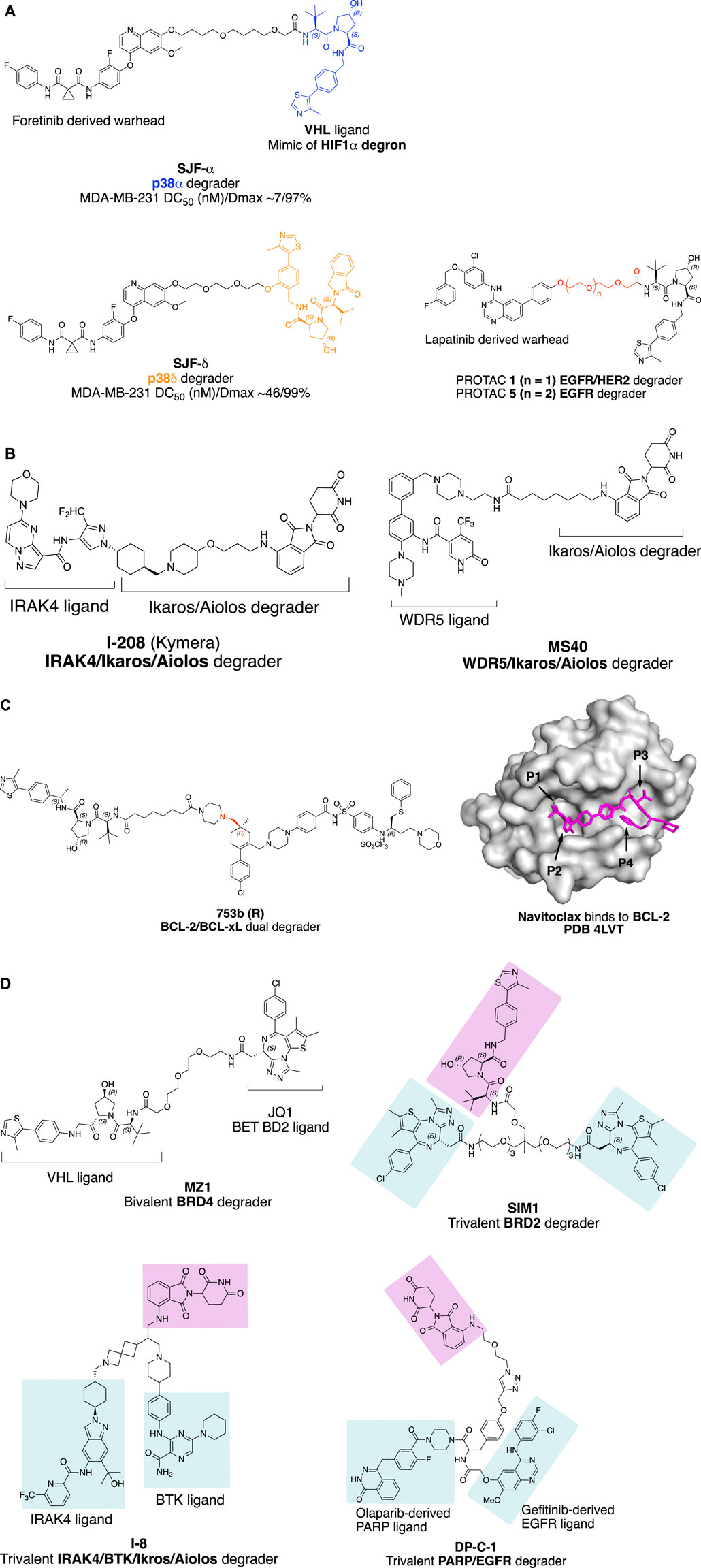 Frontiers  Key Considerations in Targeted Protein Degradation Drug  Discovery and Development