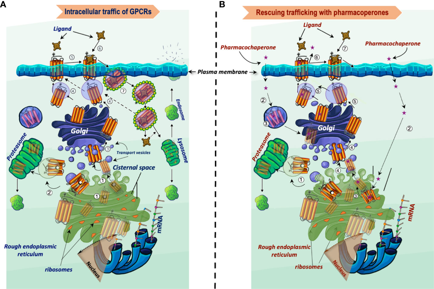 Frontiers | targeting trafficking as a therapeutic avenue for misfolded