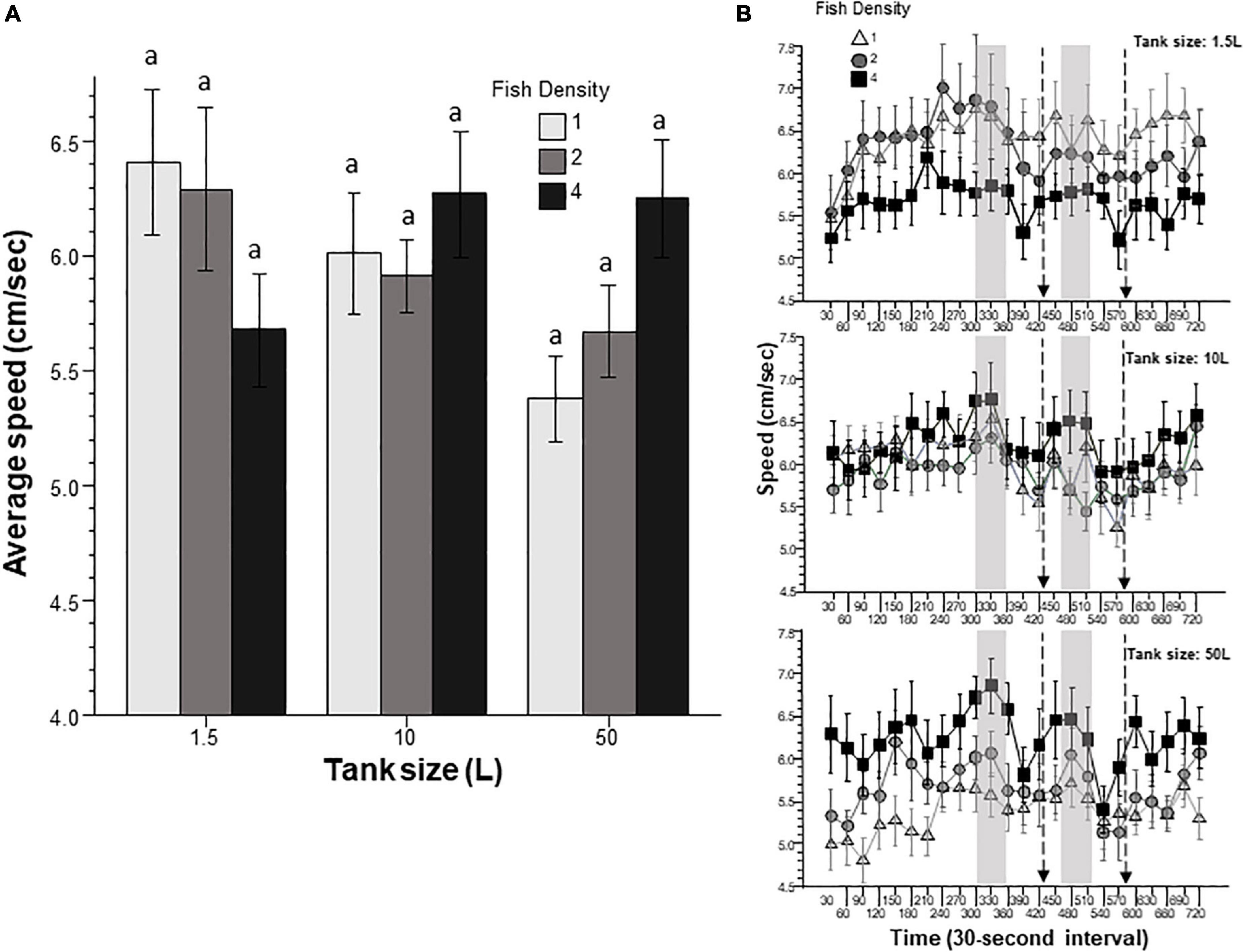 Frontiers  The effect of fish density and tank size on the behavior of  adult zebrafish: A systematic analysis