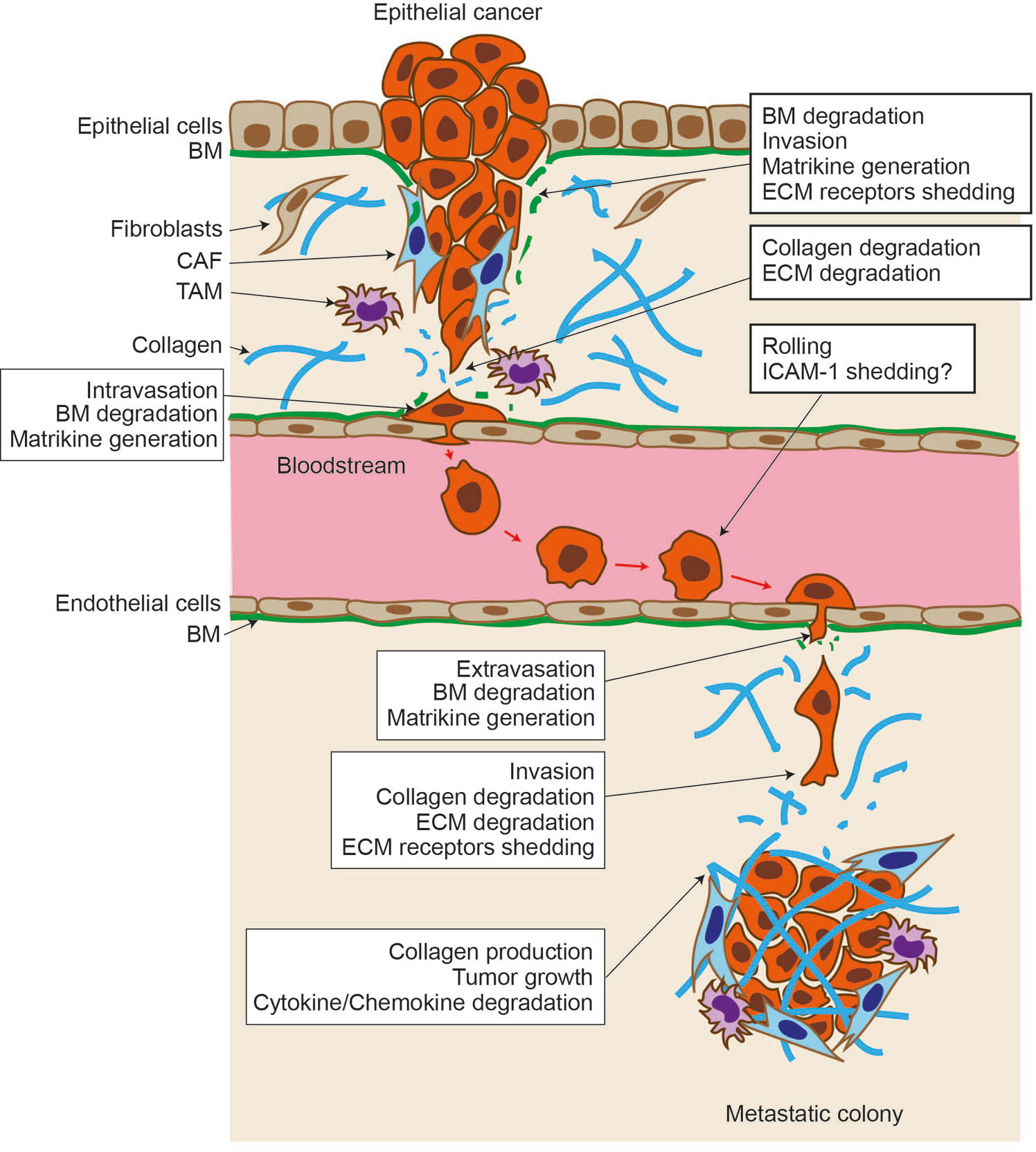 Suppressive Role of Endogenous Endothelial Monocyte Chemoattractant  Protein–1 on Monocyte Transendothelial Migration In Vitro