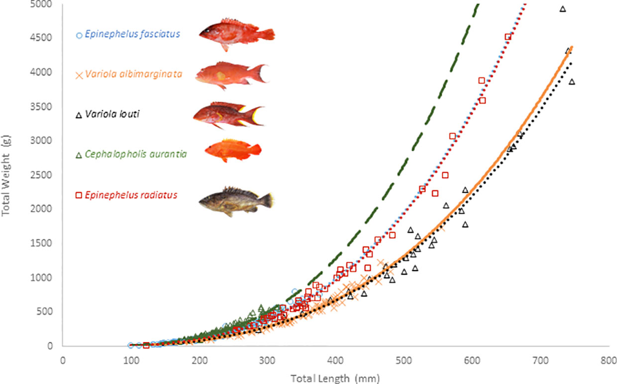 Frontiers  Biology of exploited groupers (Epinephelidae family