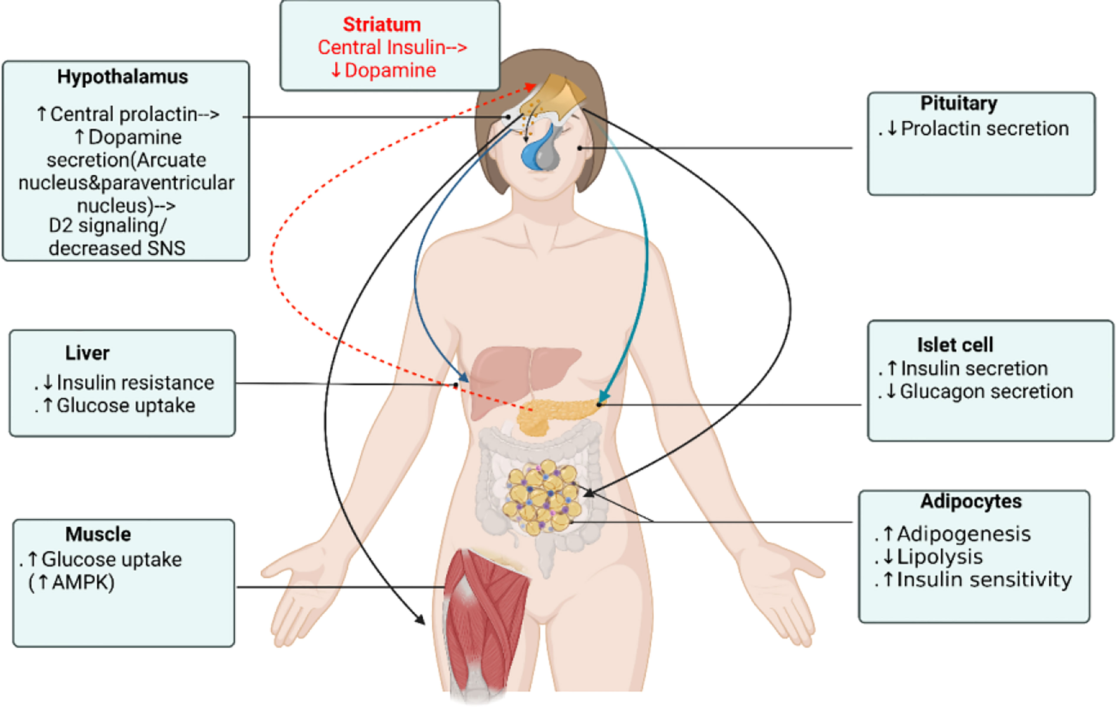 Frontiers  The interplay between prolactin and cardiovascular disease