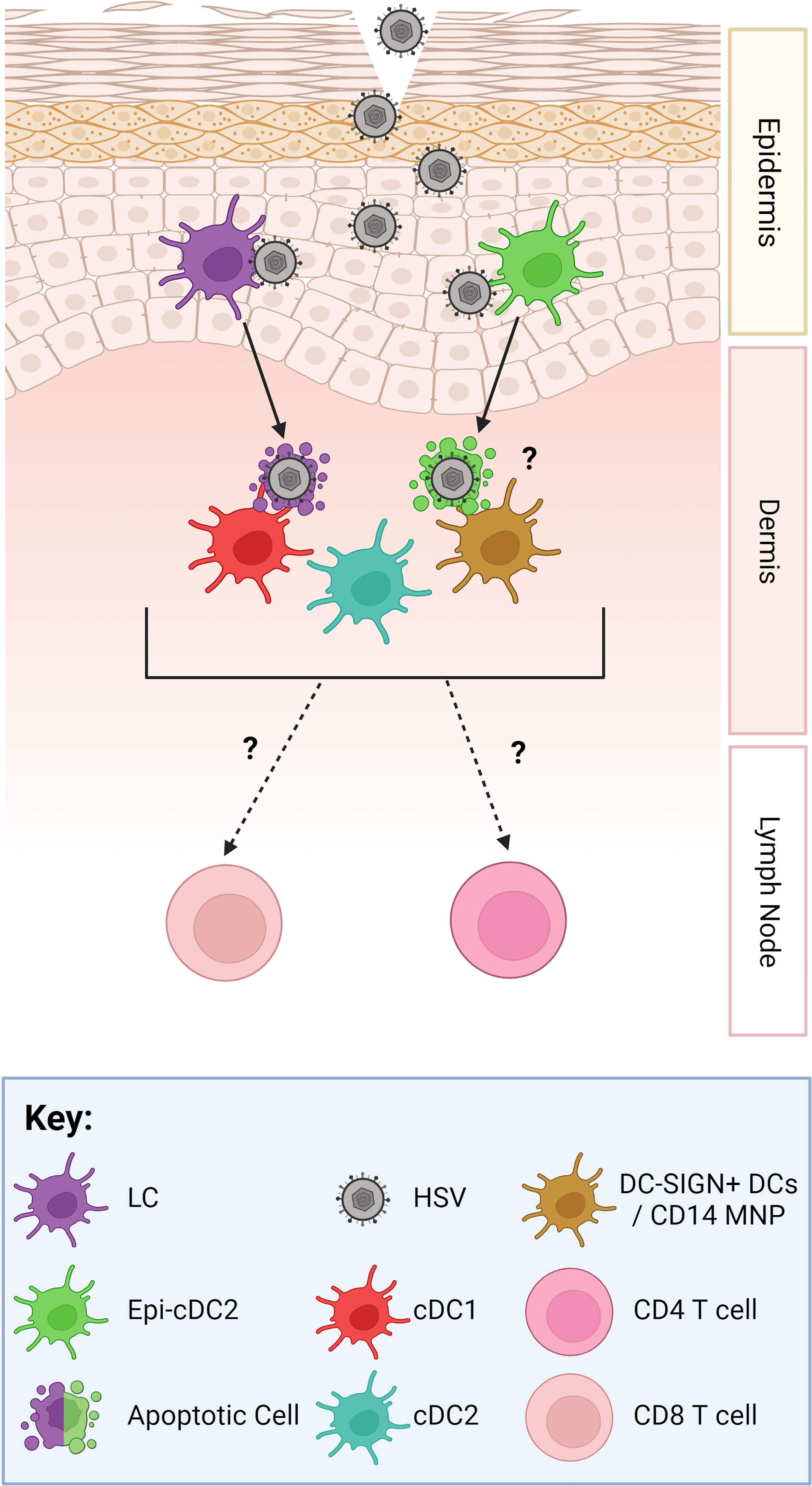 Frontiers | Cytokines and chemokines: The vital role they play in