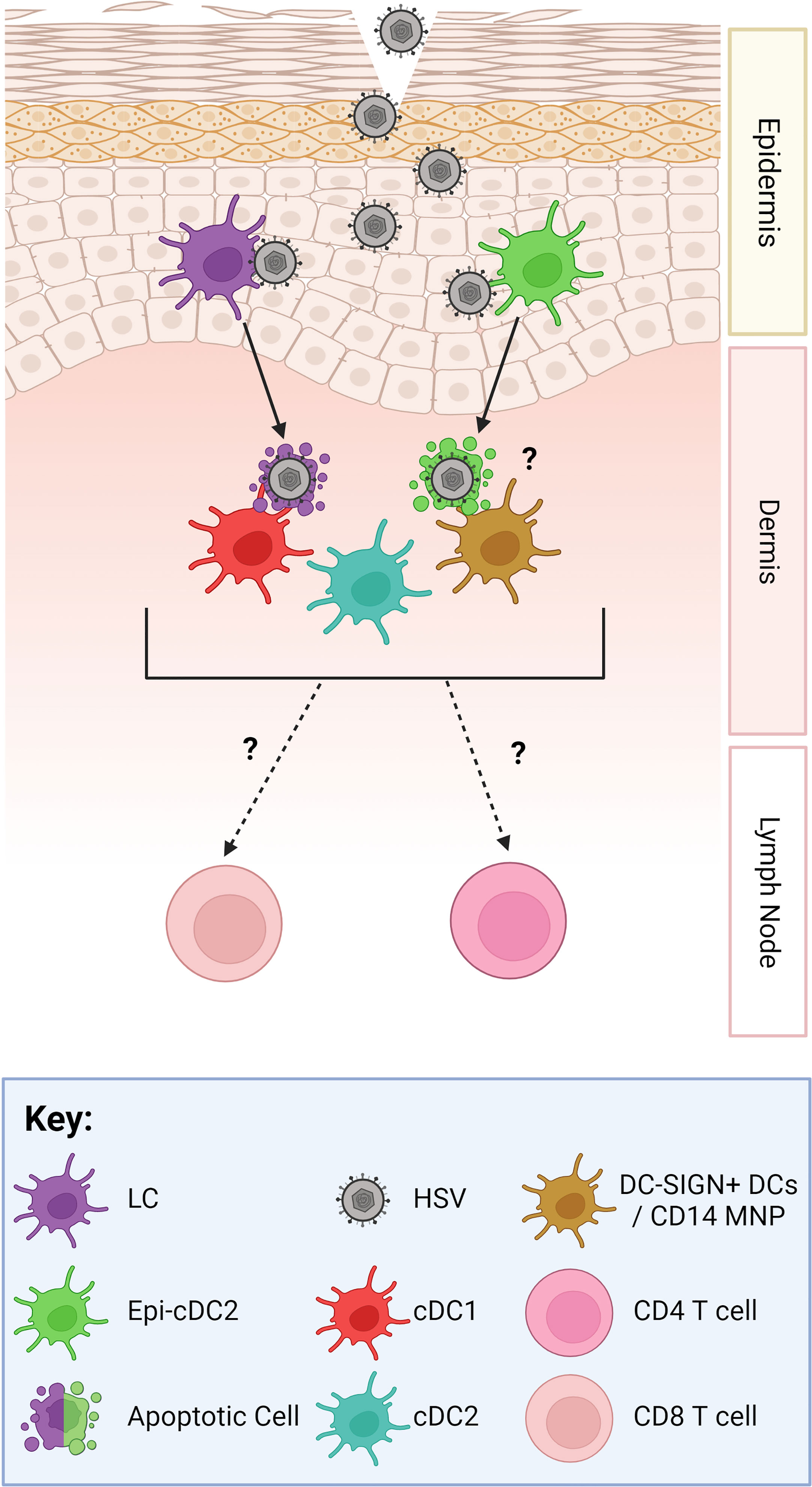 Herpes simplex virus enhances chemokine function through