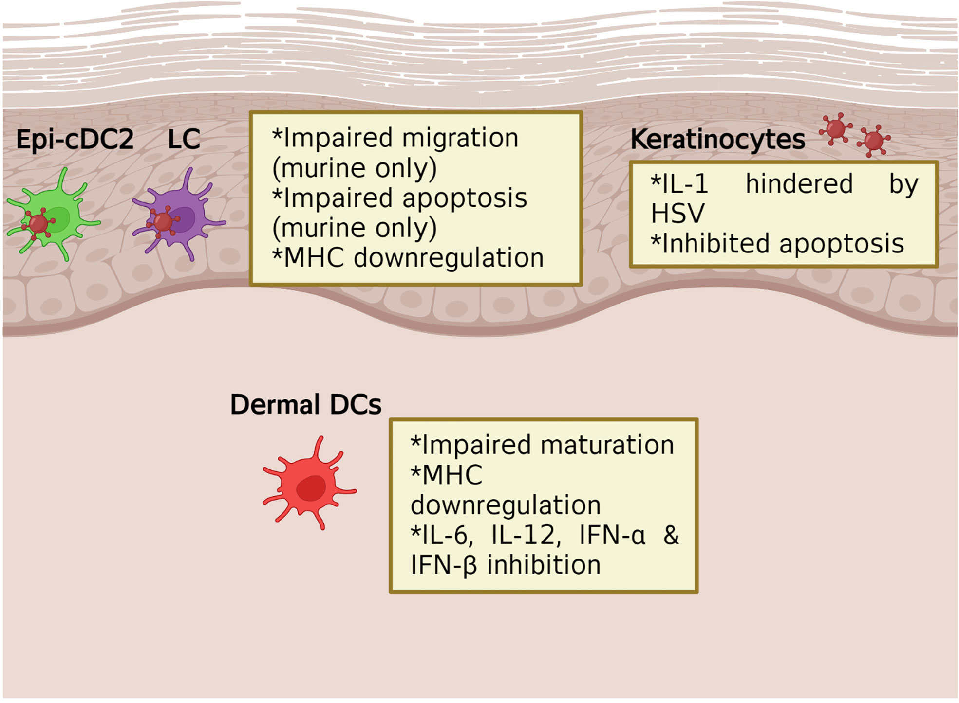 Herpes simplex virus enhances chemokine function through