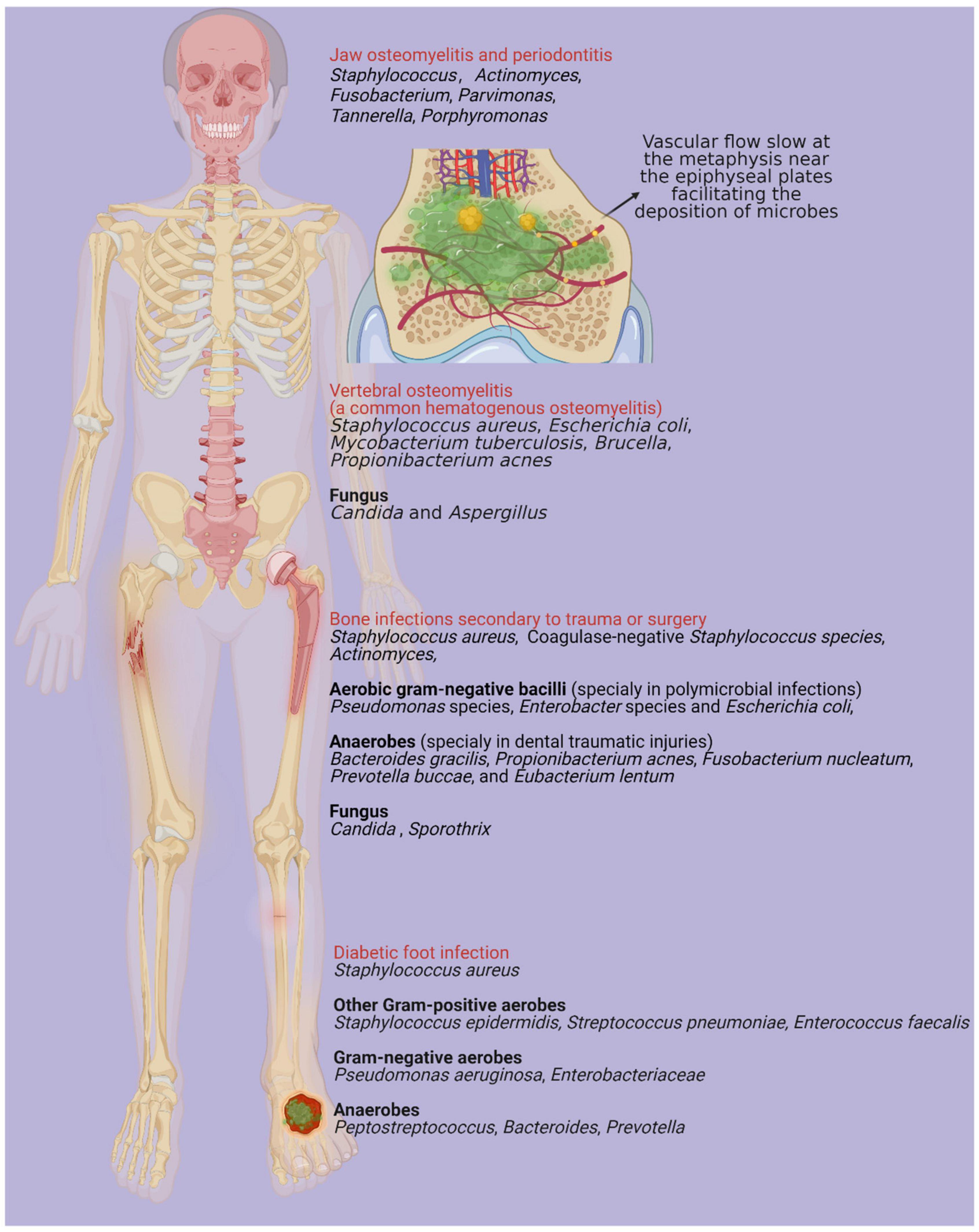 Stapes Bone, BioDigital, bone, rice