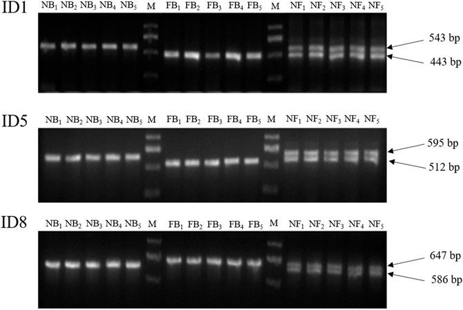 Revelations of genetic diversity of bass species can enhance conservation