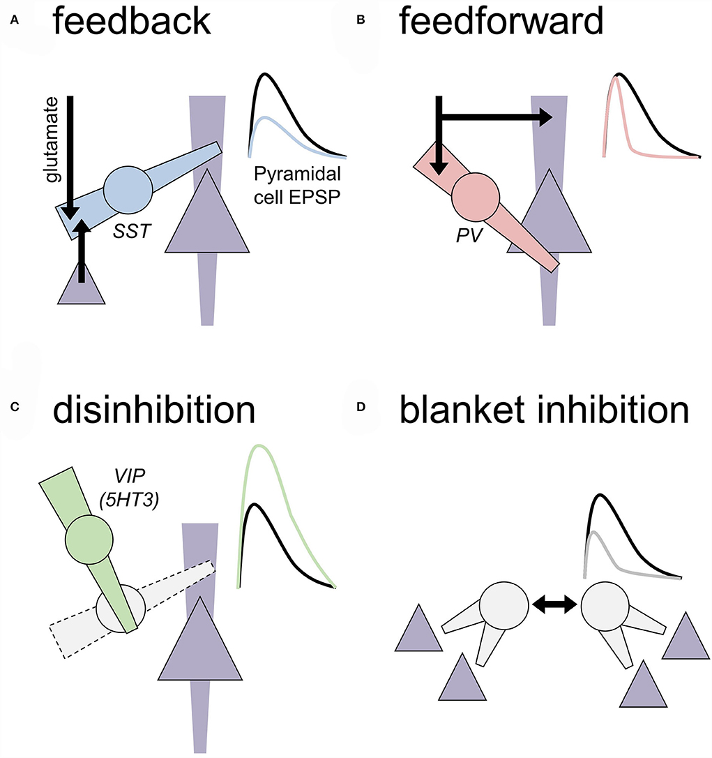 Frontiers Targeting prefrontal cortex GABAergic microcircuits for the treatment of alcohol use disorder