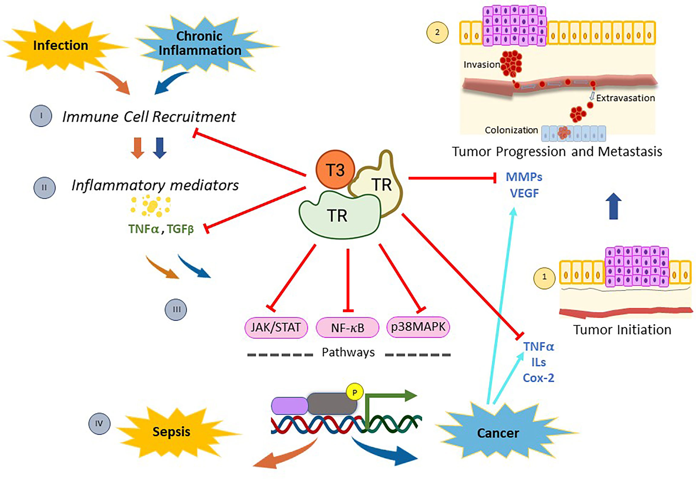 Inflammation And Tumor Progression Signaling Pathways And 45 OFF