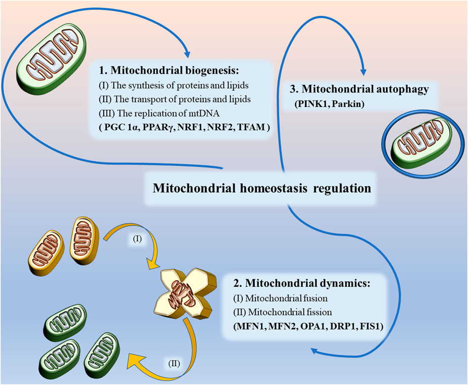Frontiers | Regulation of mitochondrial dysfunction induced cell