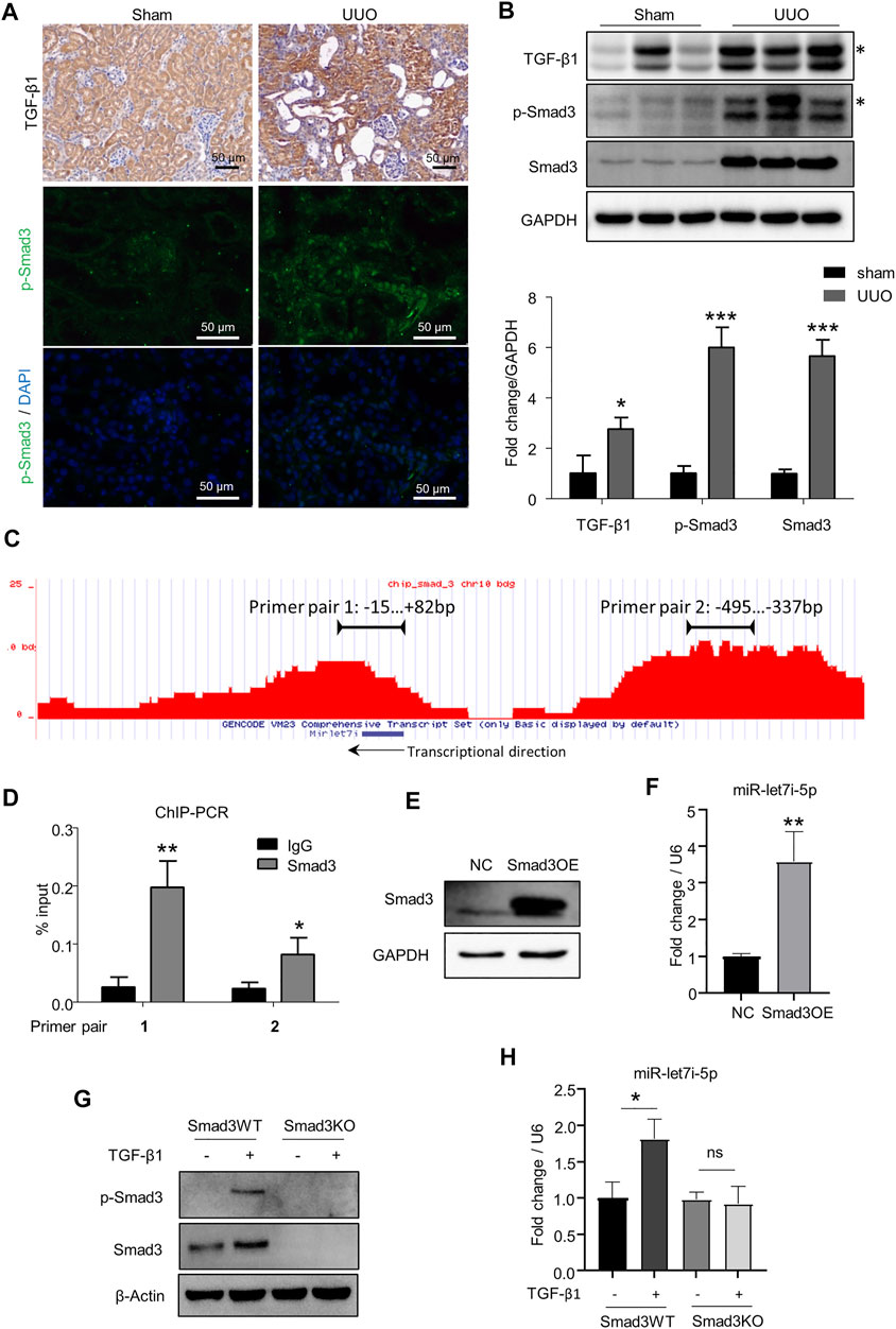 Frontiers The Smad3 Dependent Microrna Let 7i 5p Promoted Renal Fibrosis In Mice With