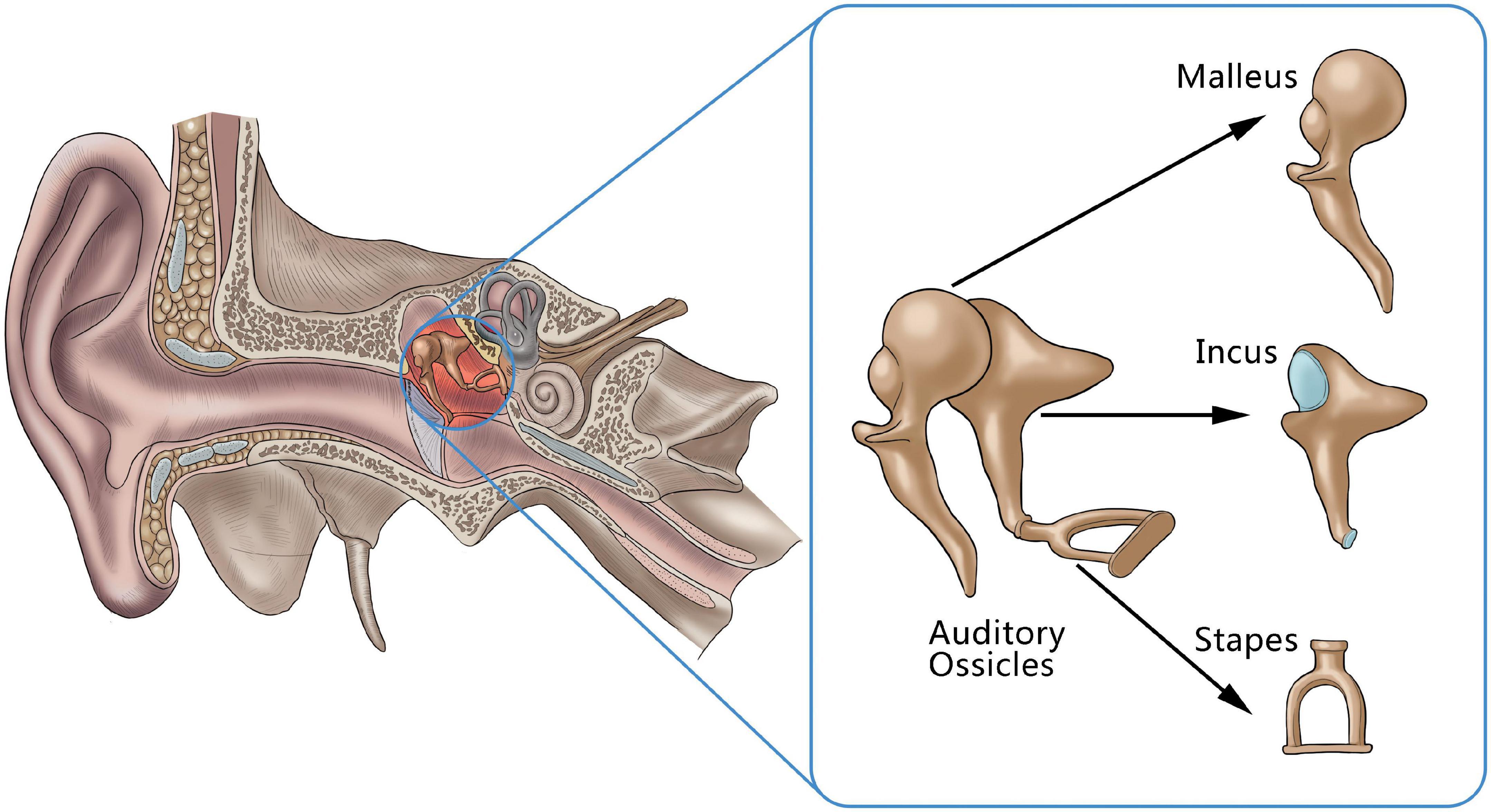 Auditory ossicles - malleus, incus, and stapes Diagram