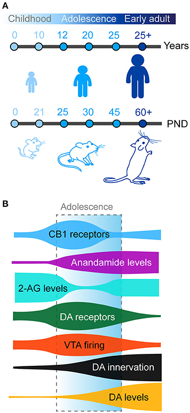 Novelty speeds up learning with dopamine