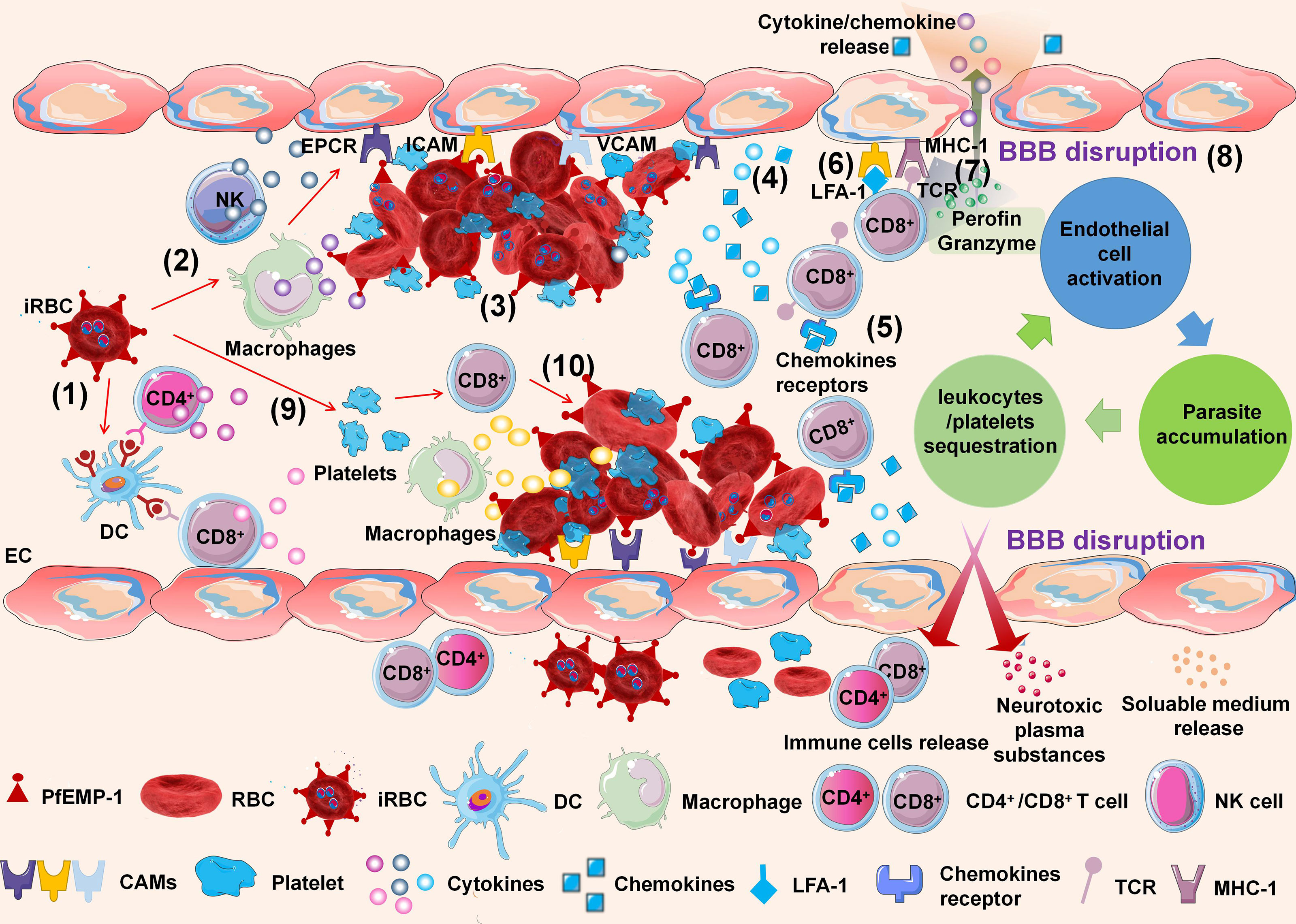 cerebral malaria presentation