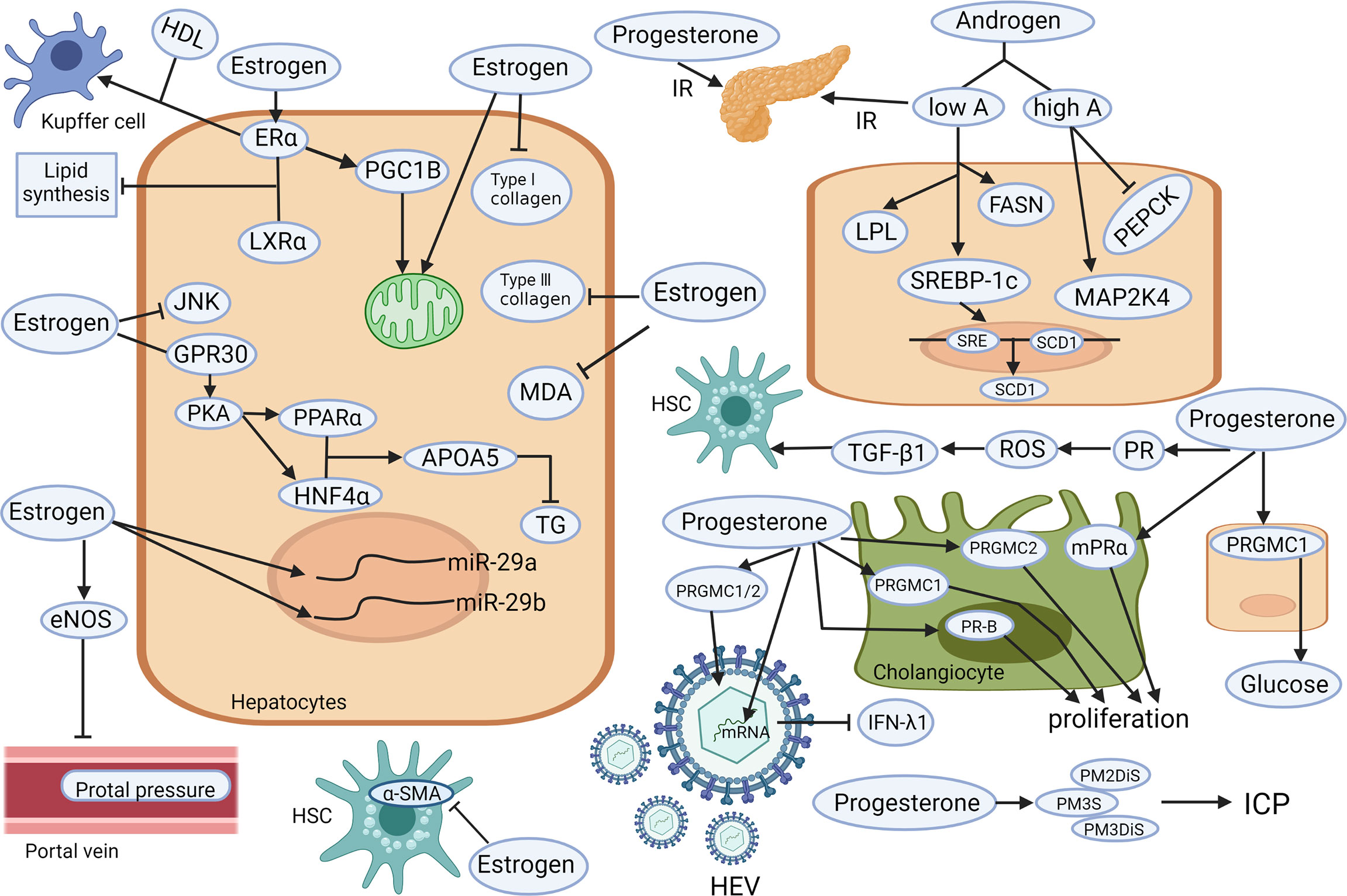 Frontiers  The interplay between prolactin and cardiovascular disease