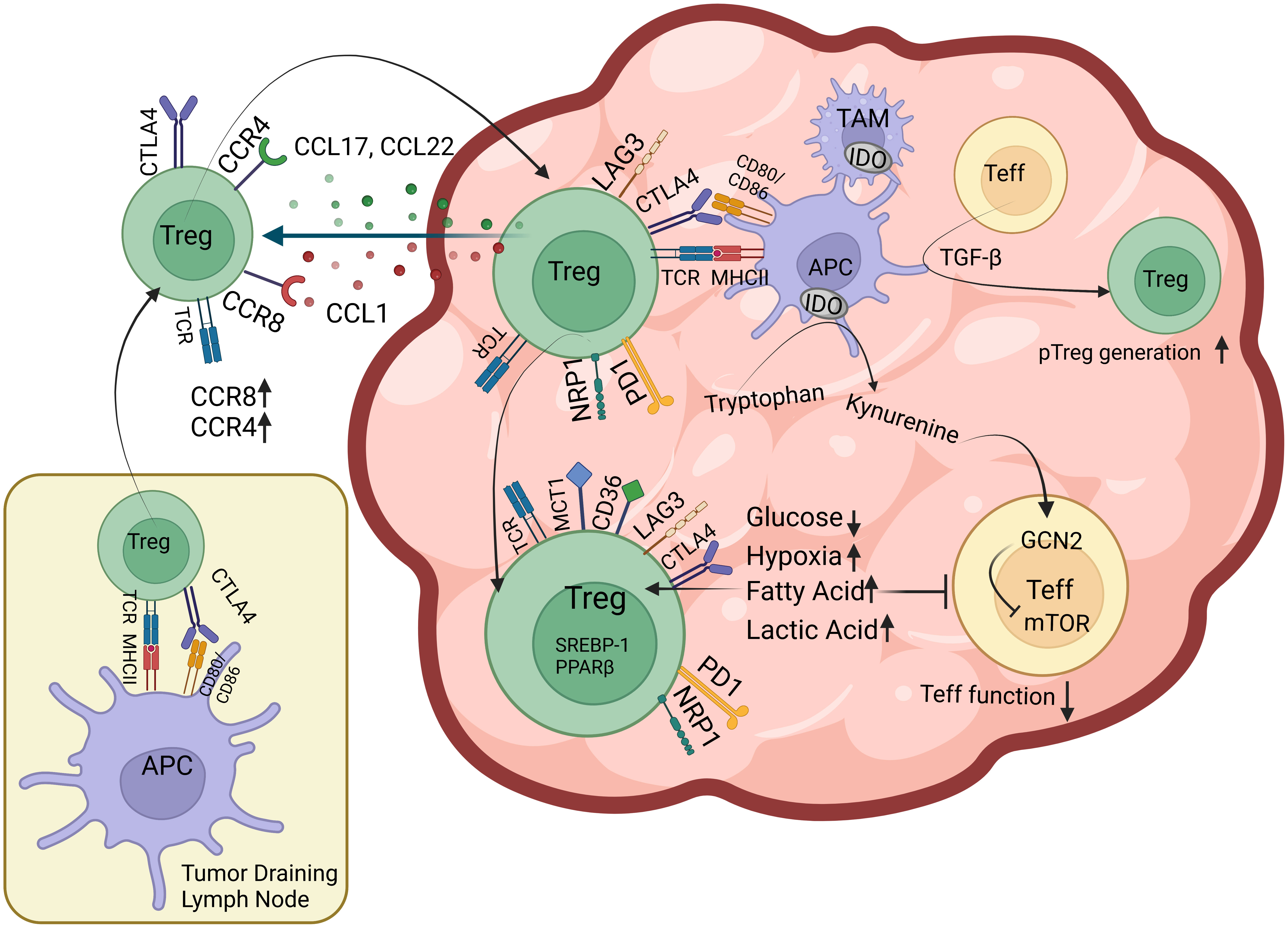 Frontiers Exhaust The Exhausters Targeting Regulatory T Cells In The 
