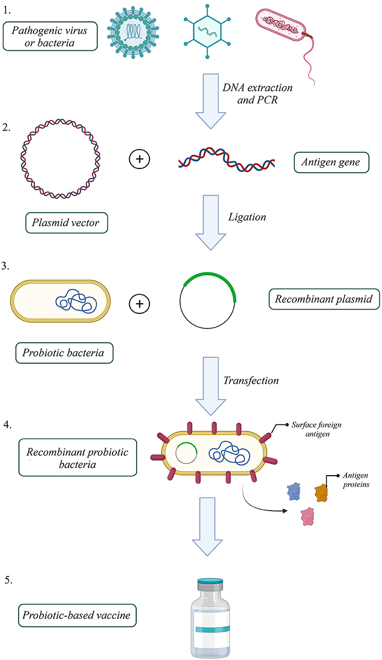 Frontiers Probiotics and probioticbased vaccines A novel approach
