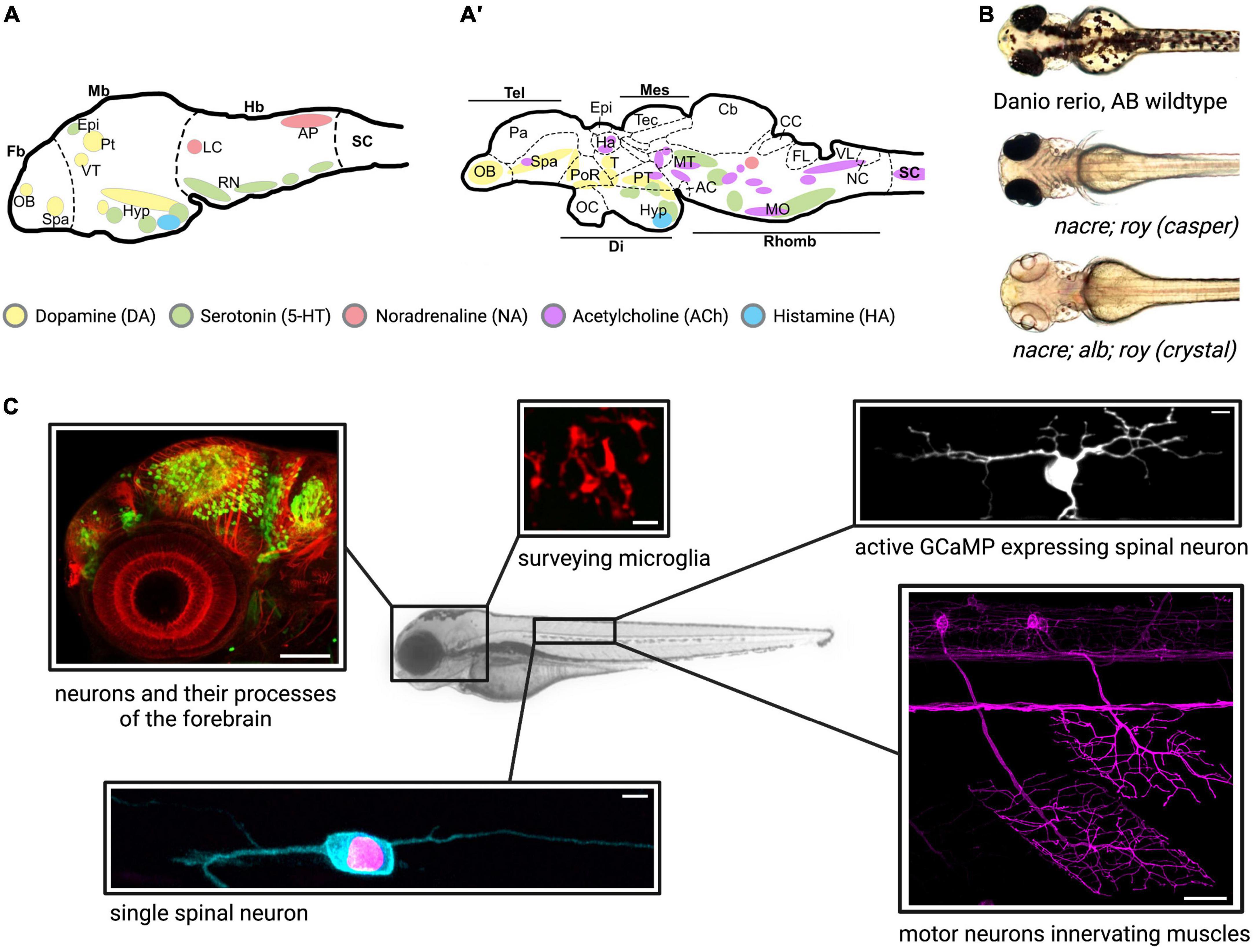 Frontiers | Zebrafish as a model organism for neurodegenerative disease Frontiers | Zebrafish as a model organism for neurodegenerative disease