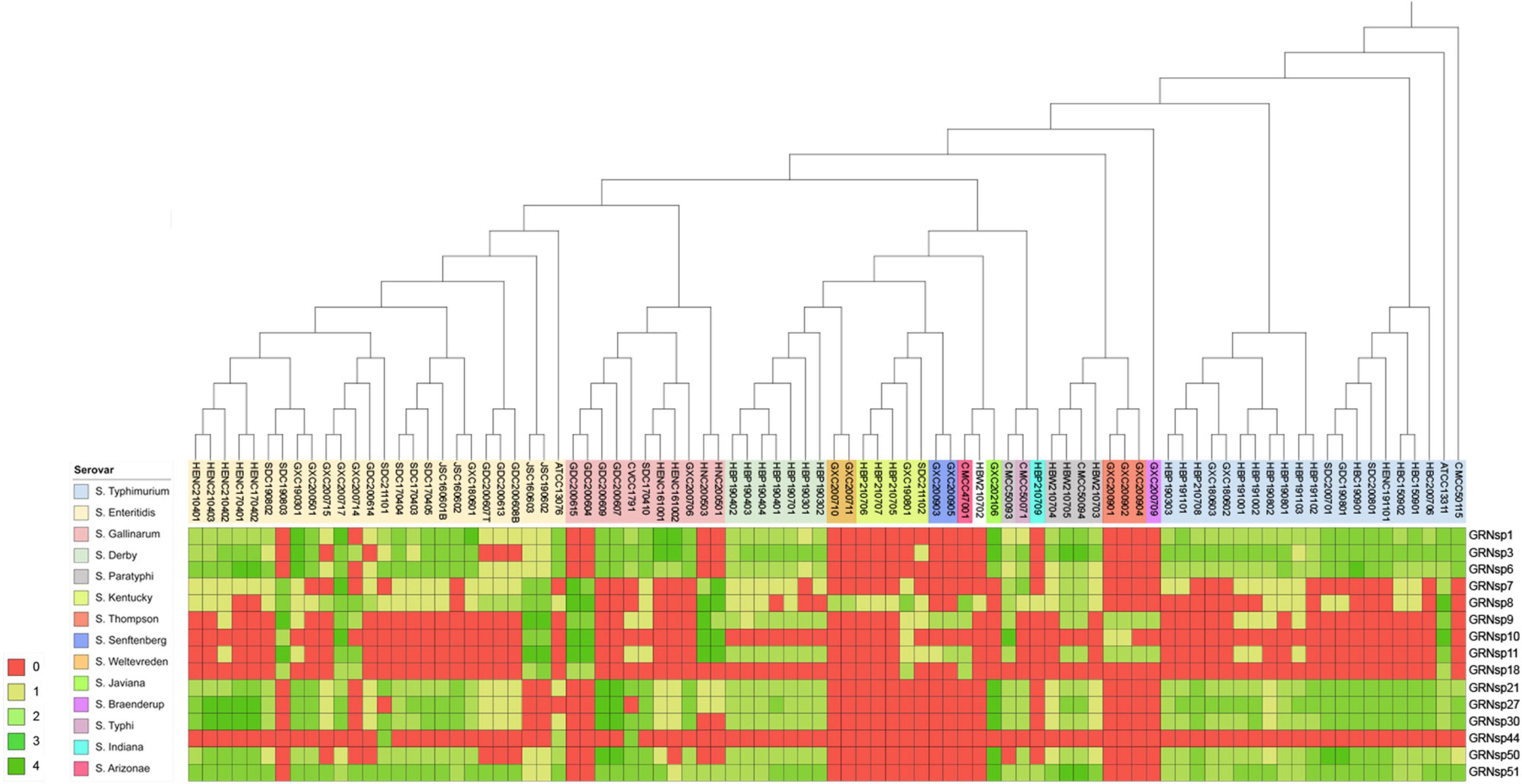 Frontiers A Cocktail of Three Virulent Phages Controls Multidrug-Resistant Salmonella Enteritidis Infection in Poultry