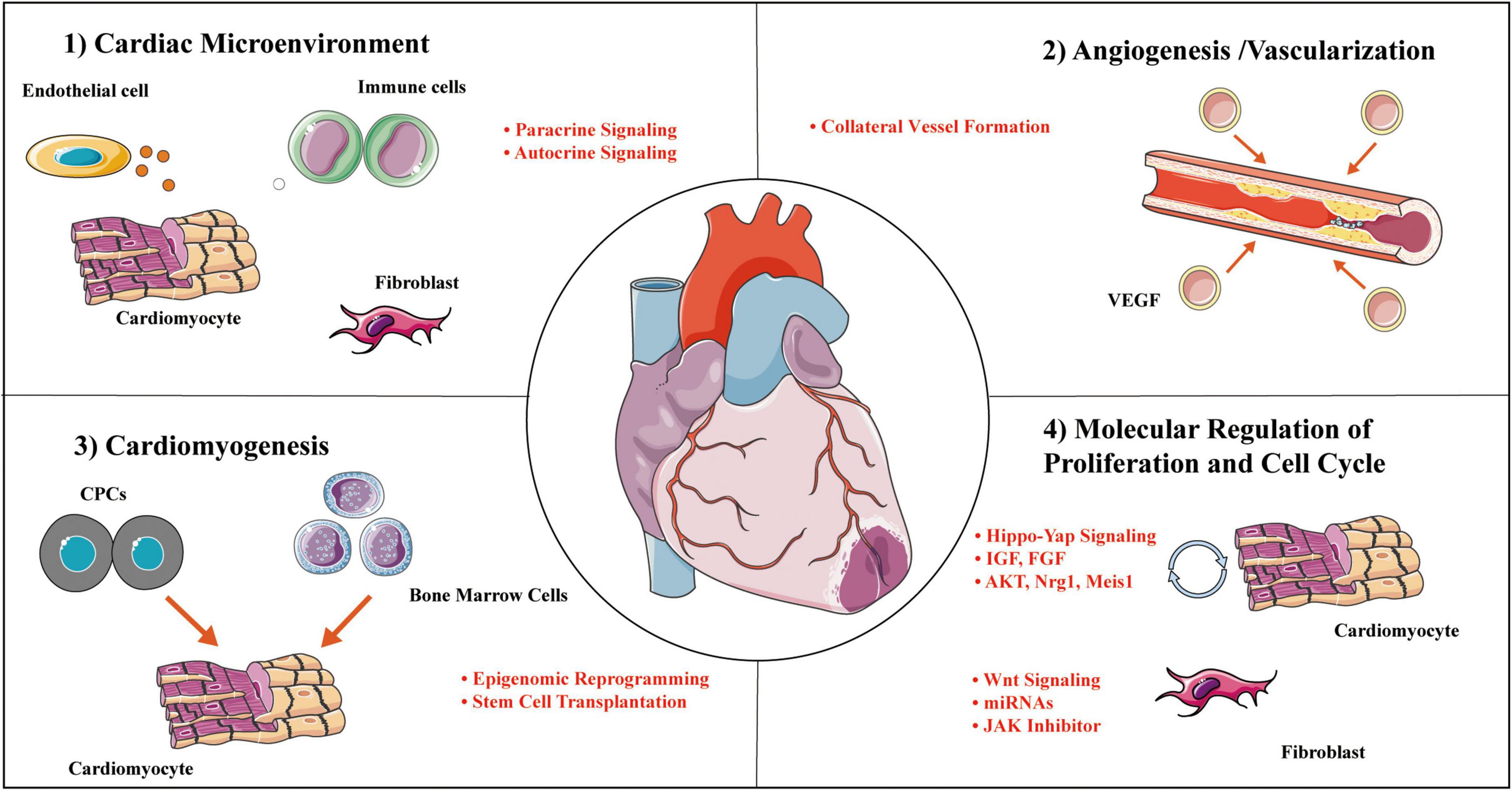 Frontiers | Revascularization of chronic total occlusion