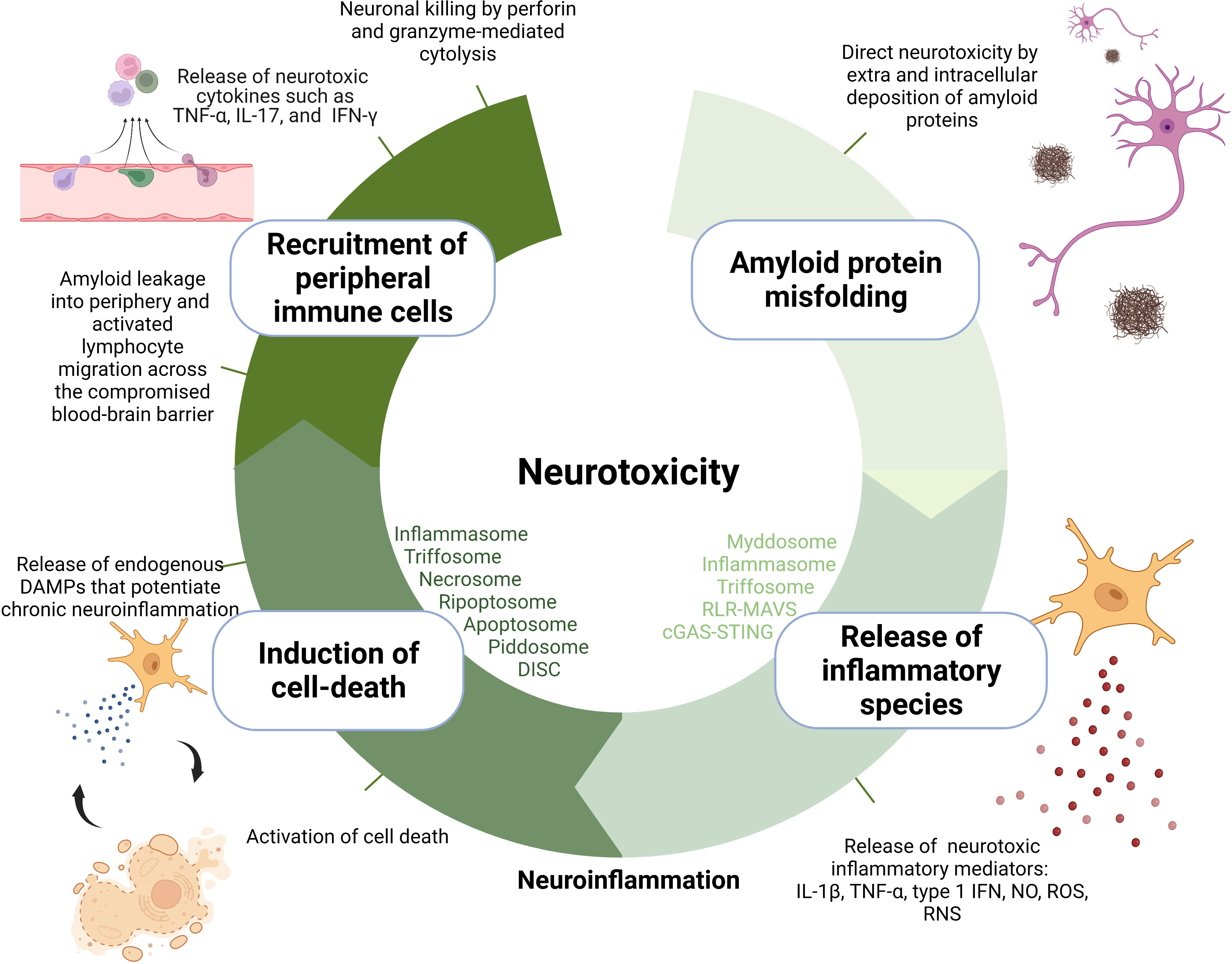 Frontiers  General Principles Underpinning Amyloid Structure