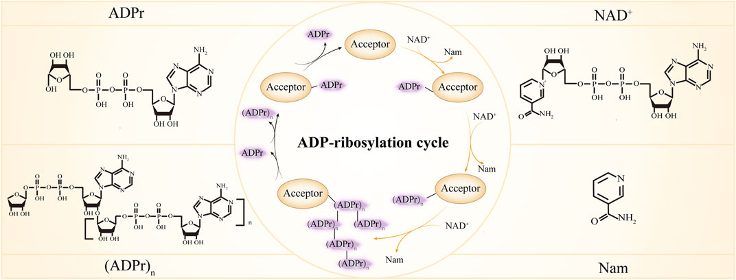 Afvigelse Glad Chaiselong Frontiers | Functional roles of ADP-ribosylation writers, readers and  erasers