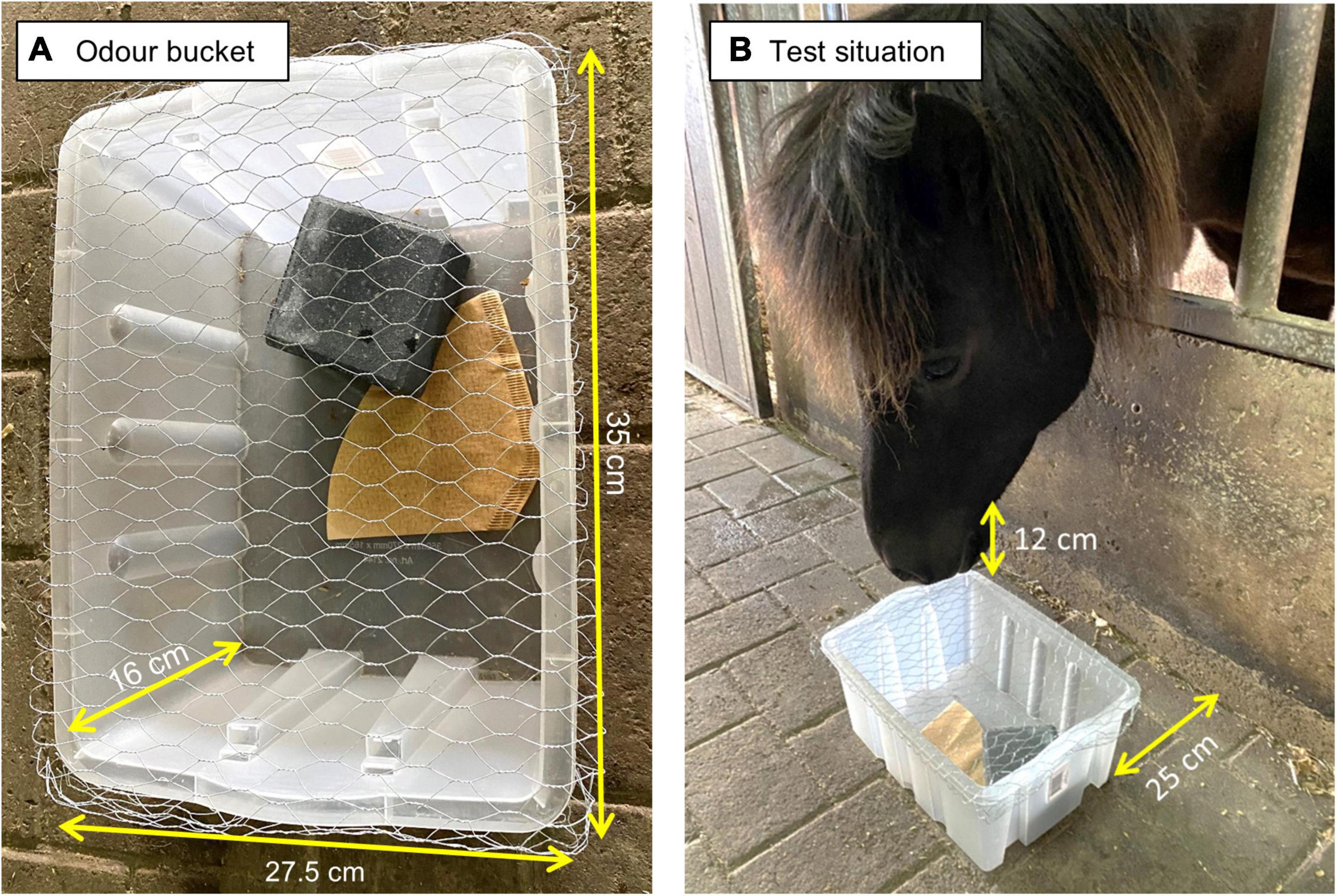 Frontiers | Horse odor exploration behavior is influenced by pregnancy and  age