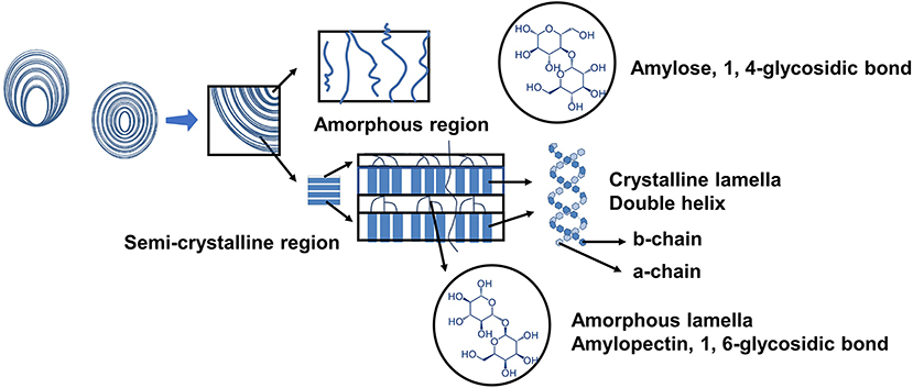 Chemical structure of starch macromolecule [37]