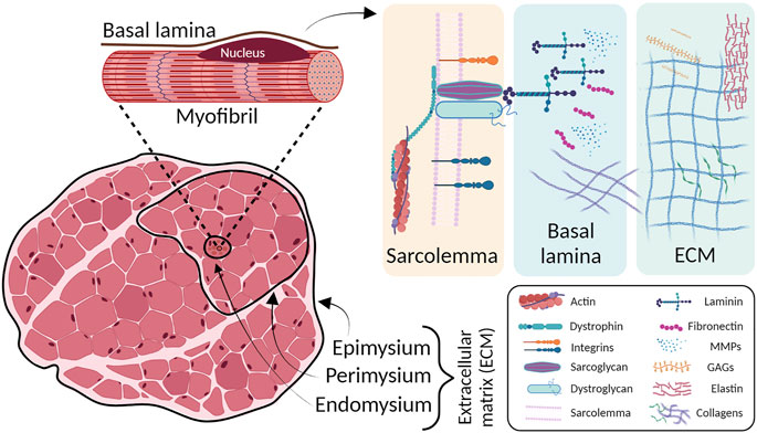 From the muscle fibre to muscle tissue – experiments, modelling