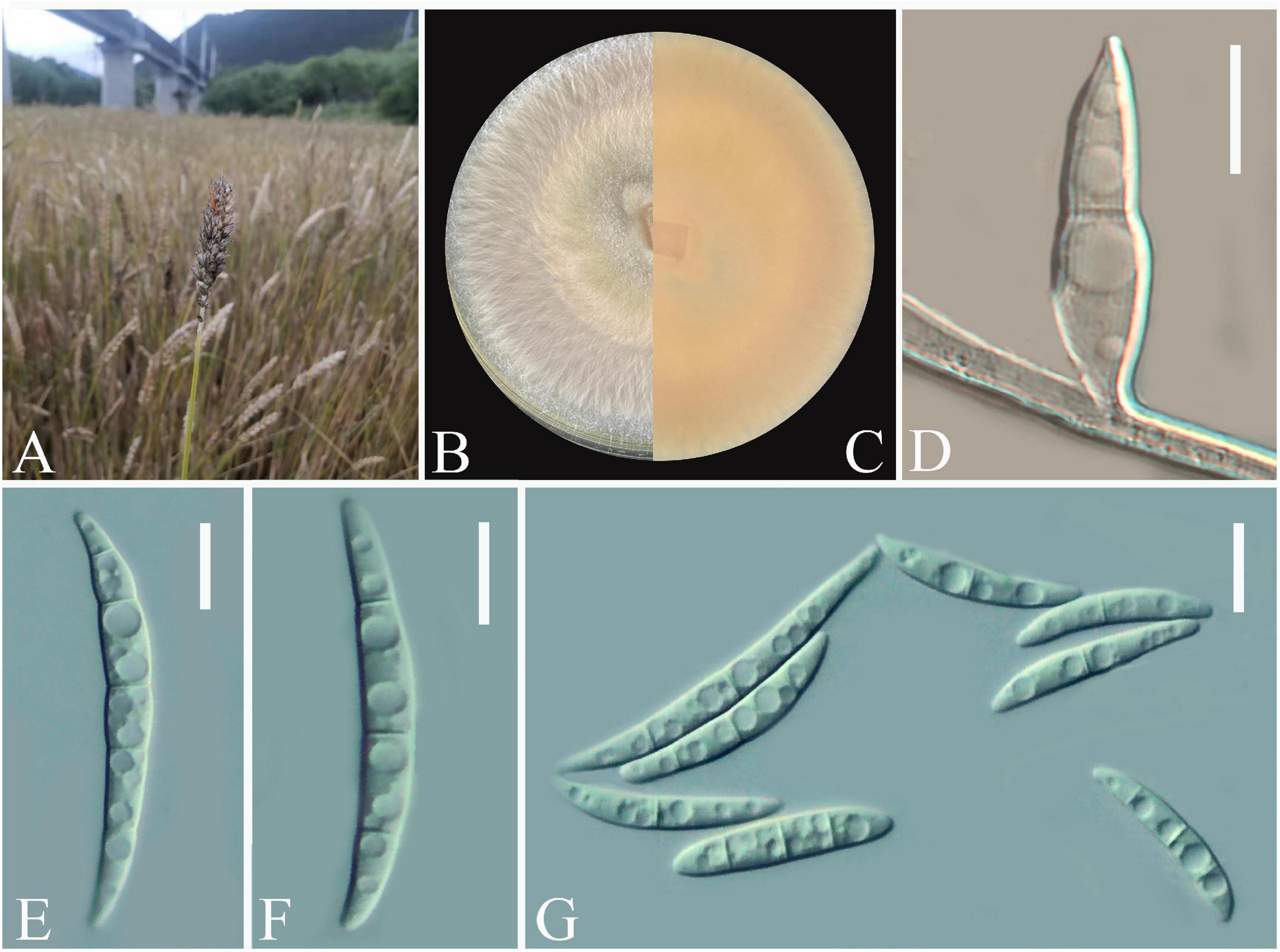 Frontiers  Characterization of fungal pathogens and germplasm