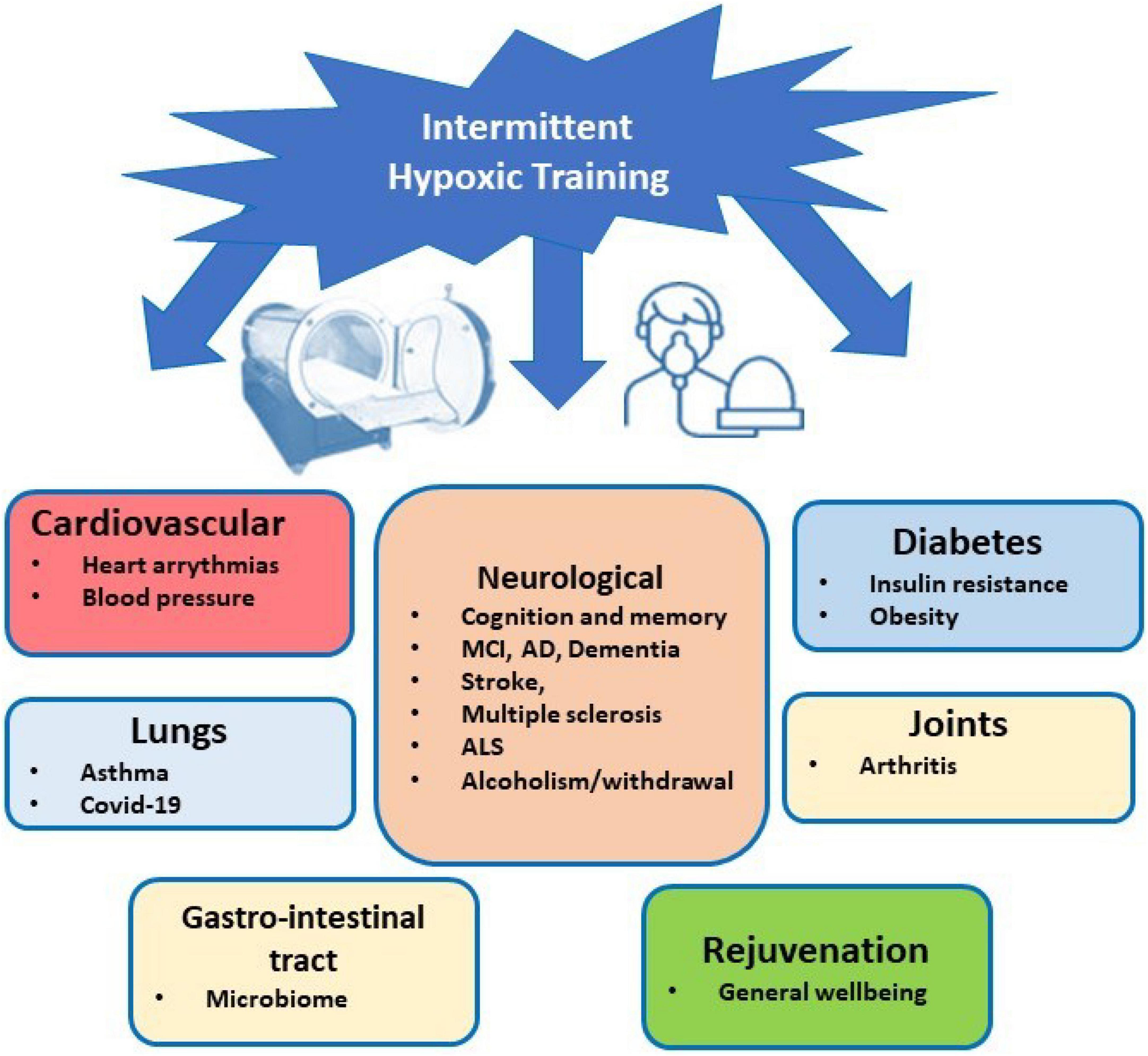 Frontiers | Intermittent Hypoxic Training as an Effective Tool for ...