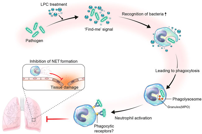 Simplified modeling of E. coli mortality after genome damage