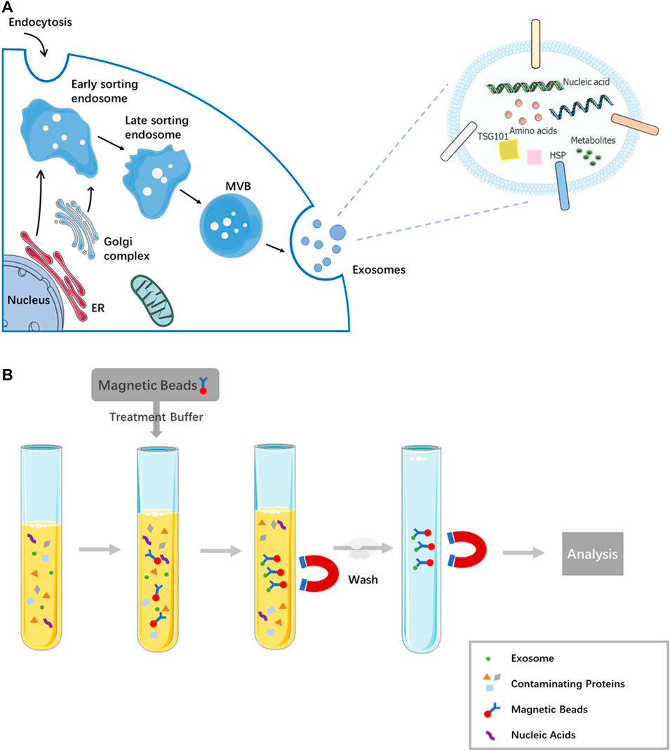 Frontiers Magnetic Bead Based Adsorption Strategy For Exosome Isolation