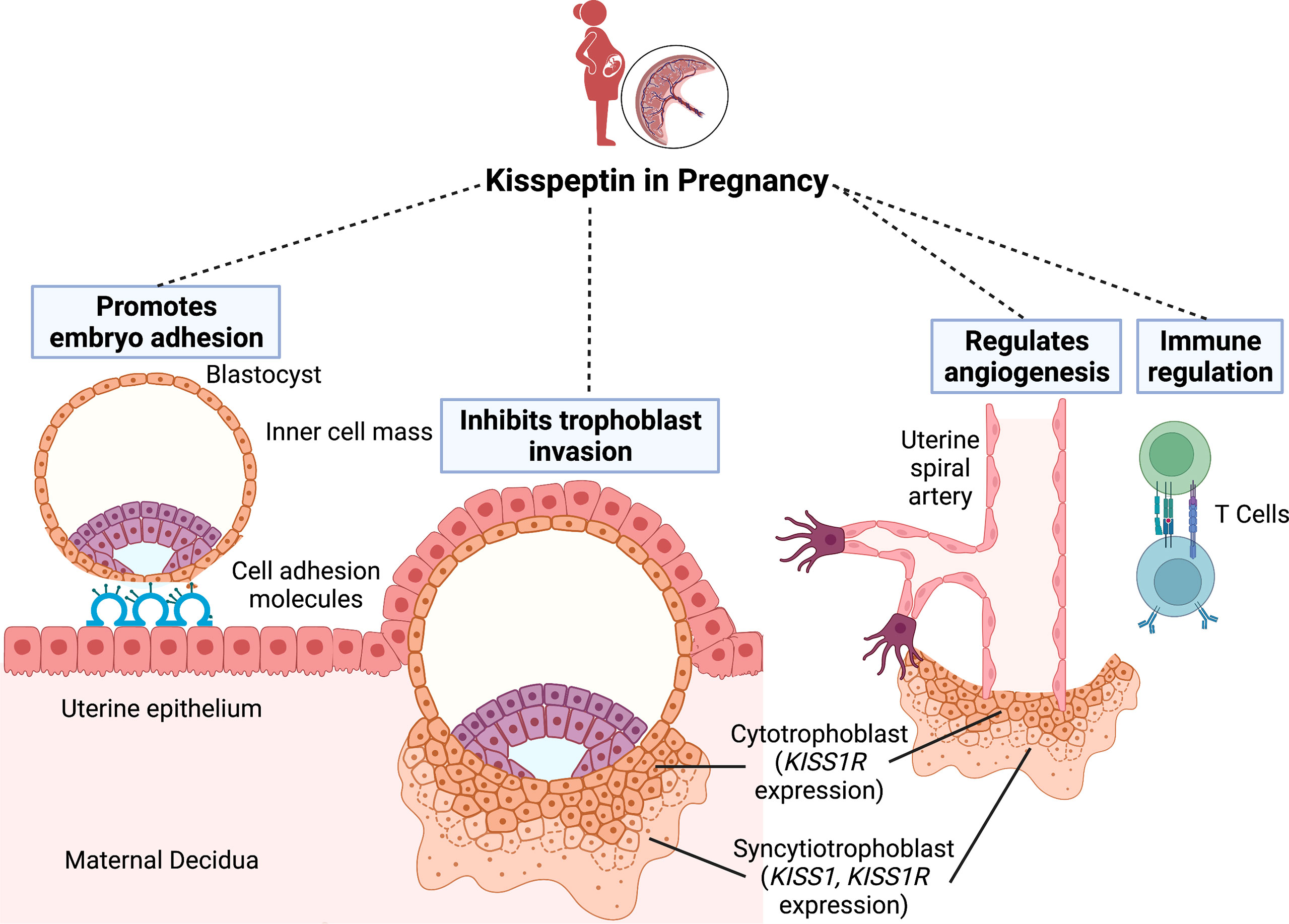 KKM Clinic - Health problem during Pregnancy. • Urinary