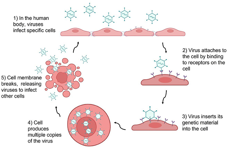Figure 1 - Viruses multiply within host cells.
