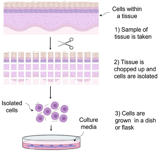 Figure 2 - (1) To create a cell culture, a tissue sample is taken from a person.