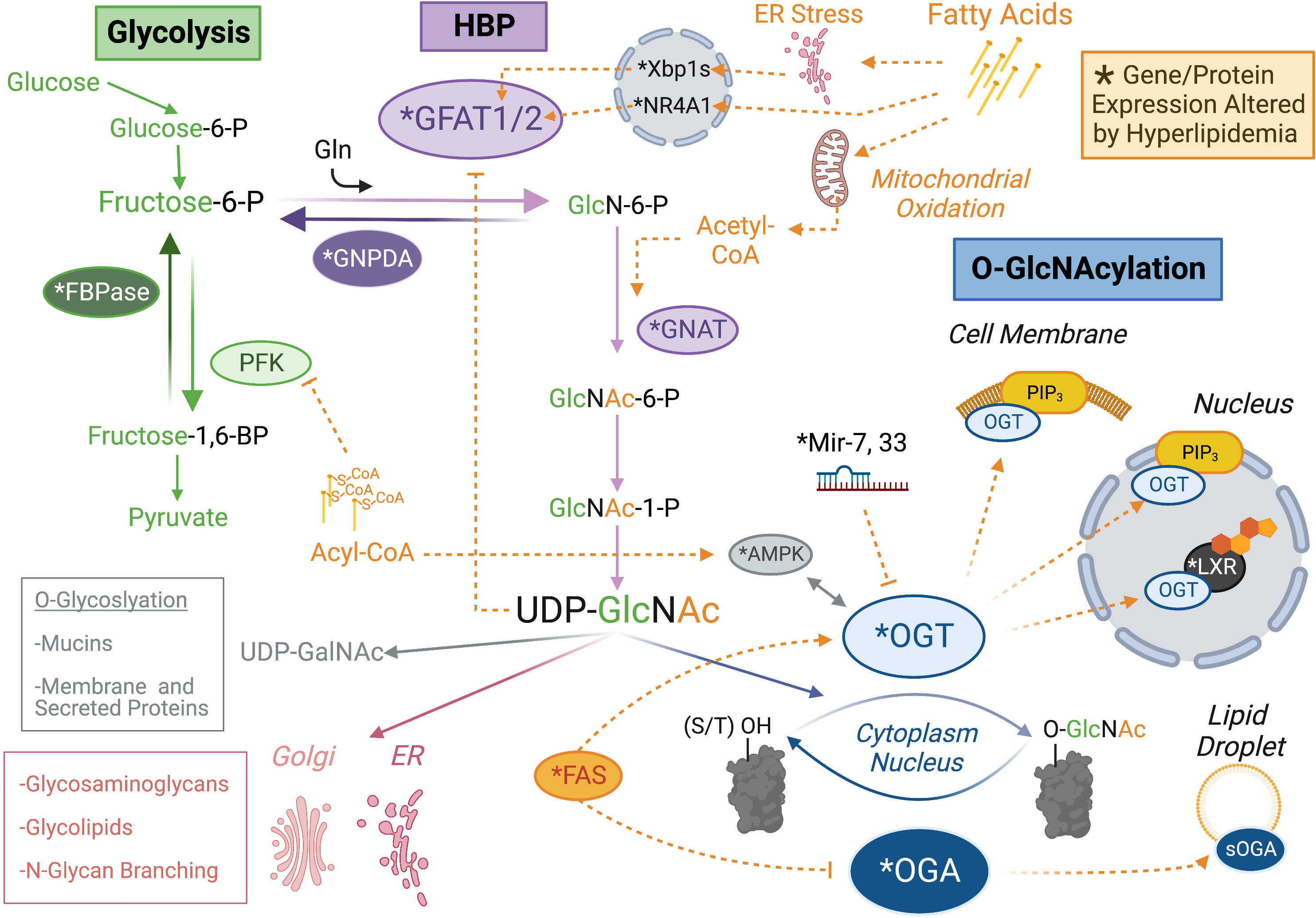Frontiers | A nexus of lipid and O-Glcnac metabolism in physiology