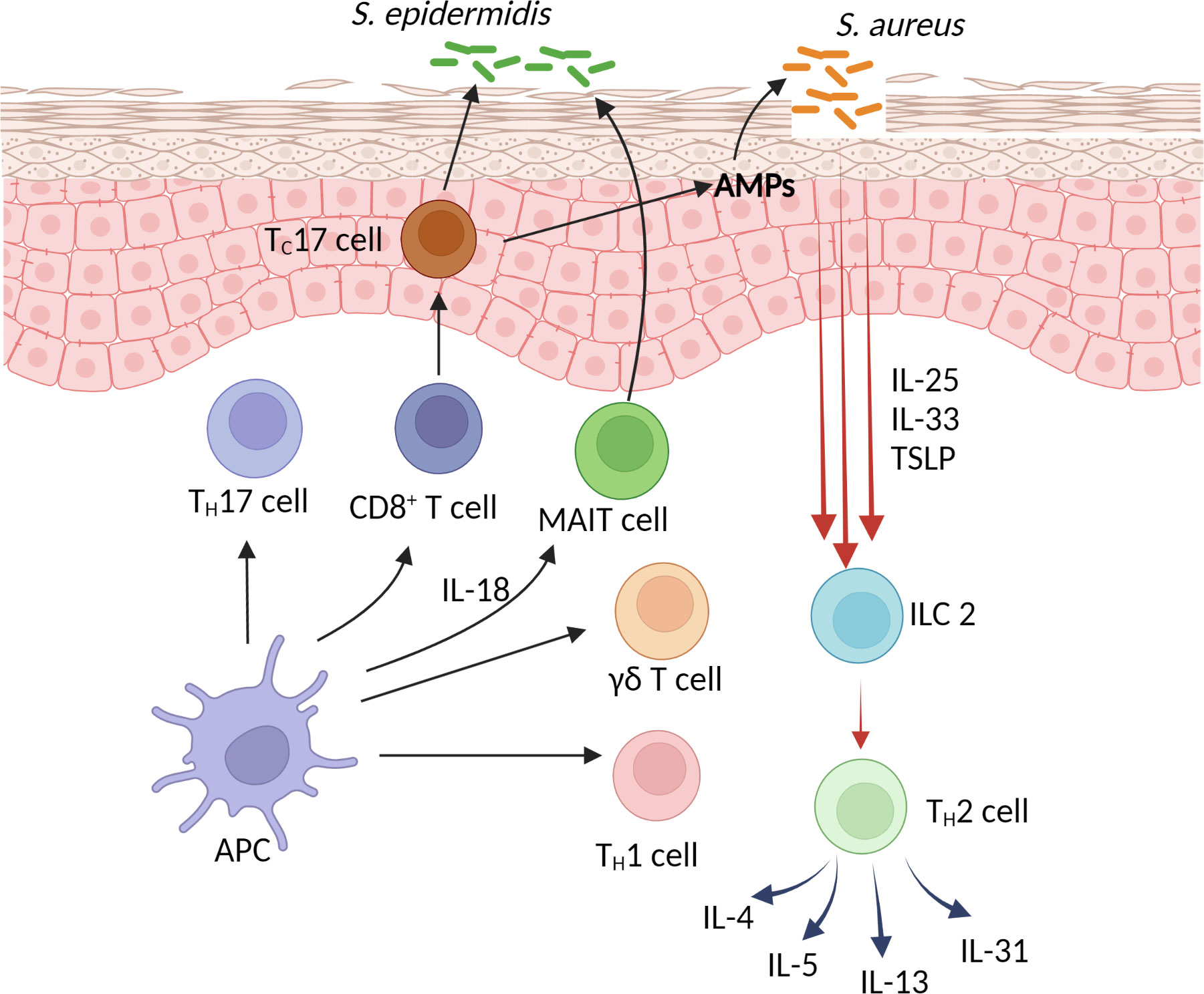 Frontiers Atopic Dermatitis Is Innate Or Adaptive Immunity In